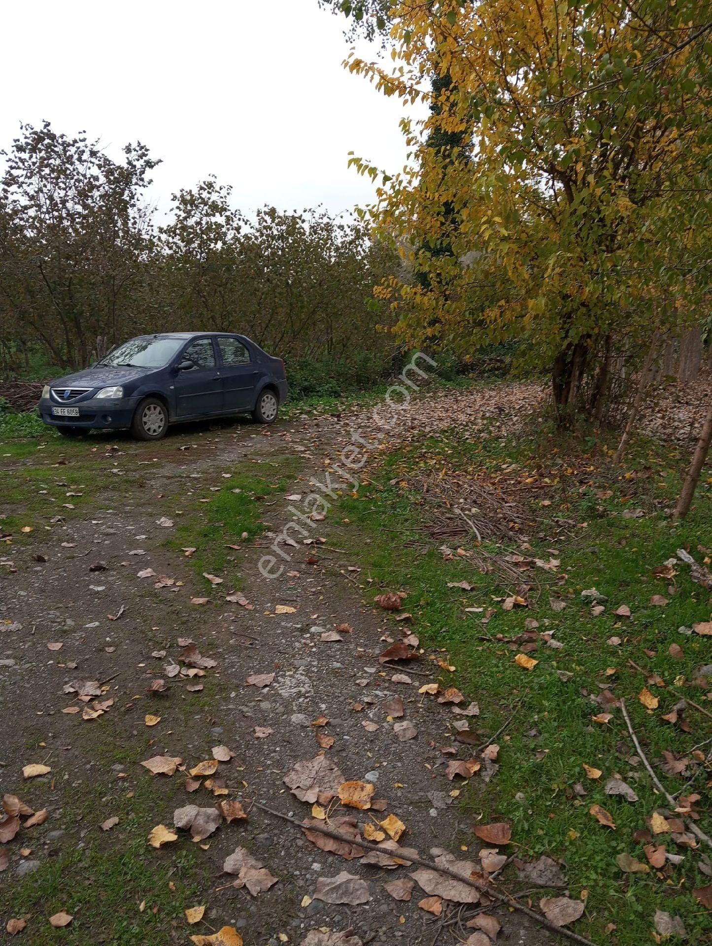 Satılık Fındık Tarlası - Görsel 2