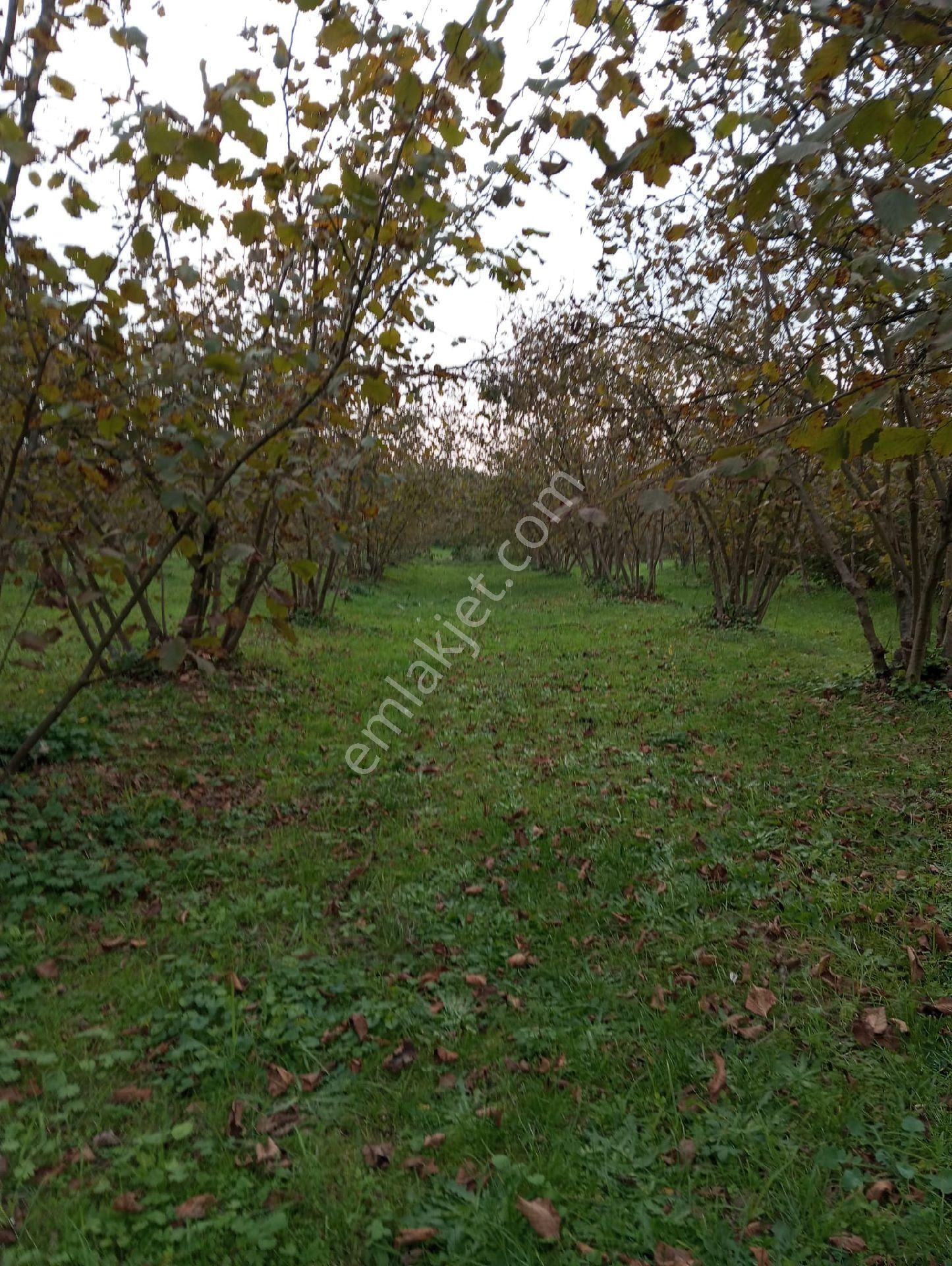 Satılık Fındık Tarlası - Görsel 9