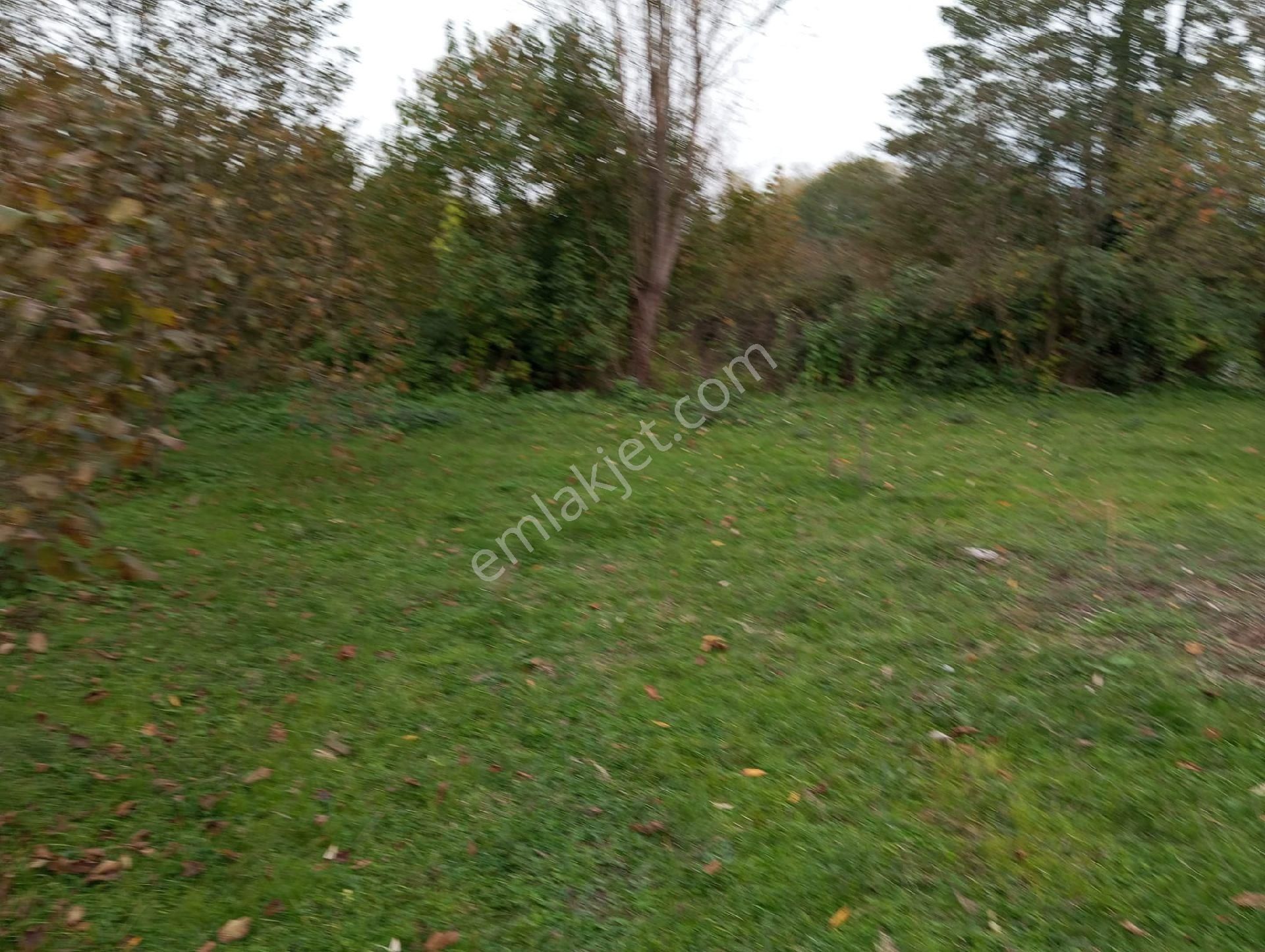 Satılık Fındık Tarlası - Görsel 4