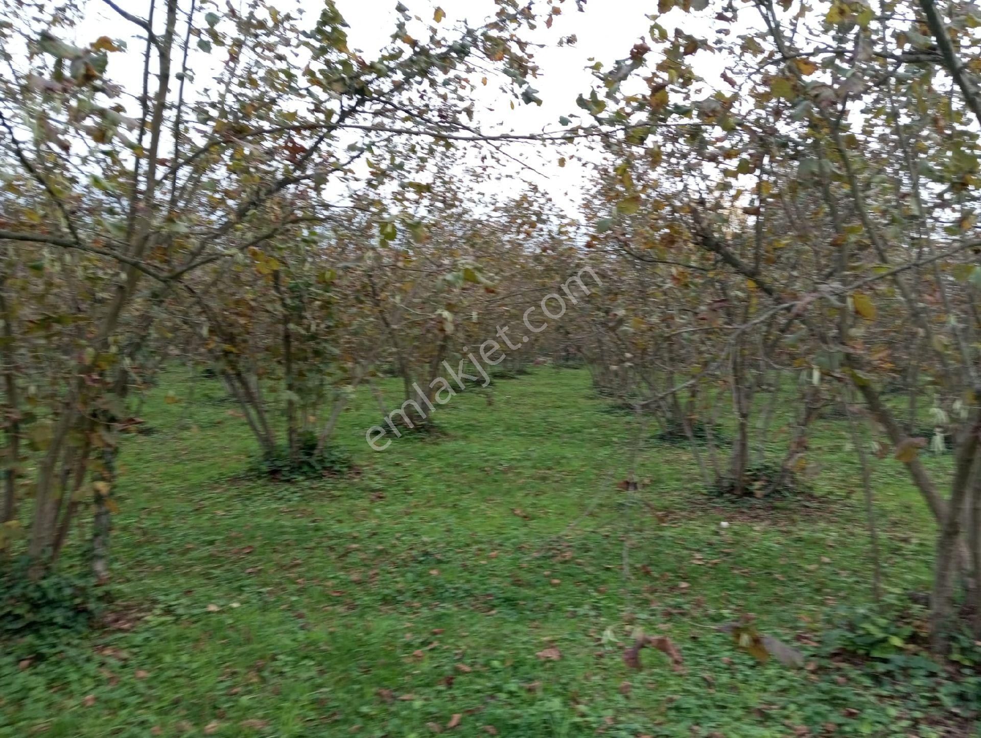 Satılık Fındık Tarlası - Görsel 18