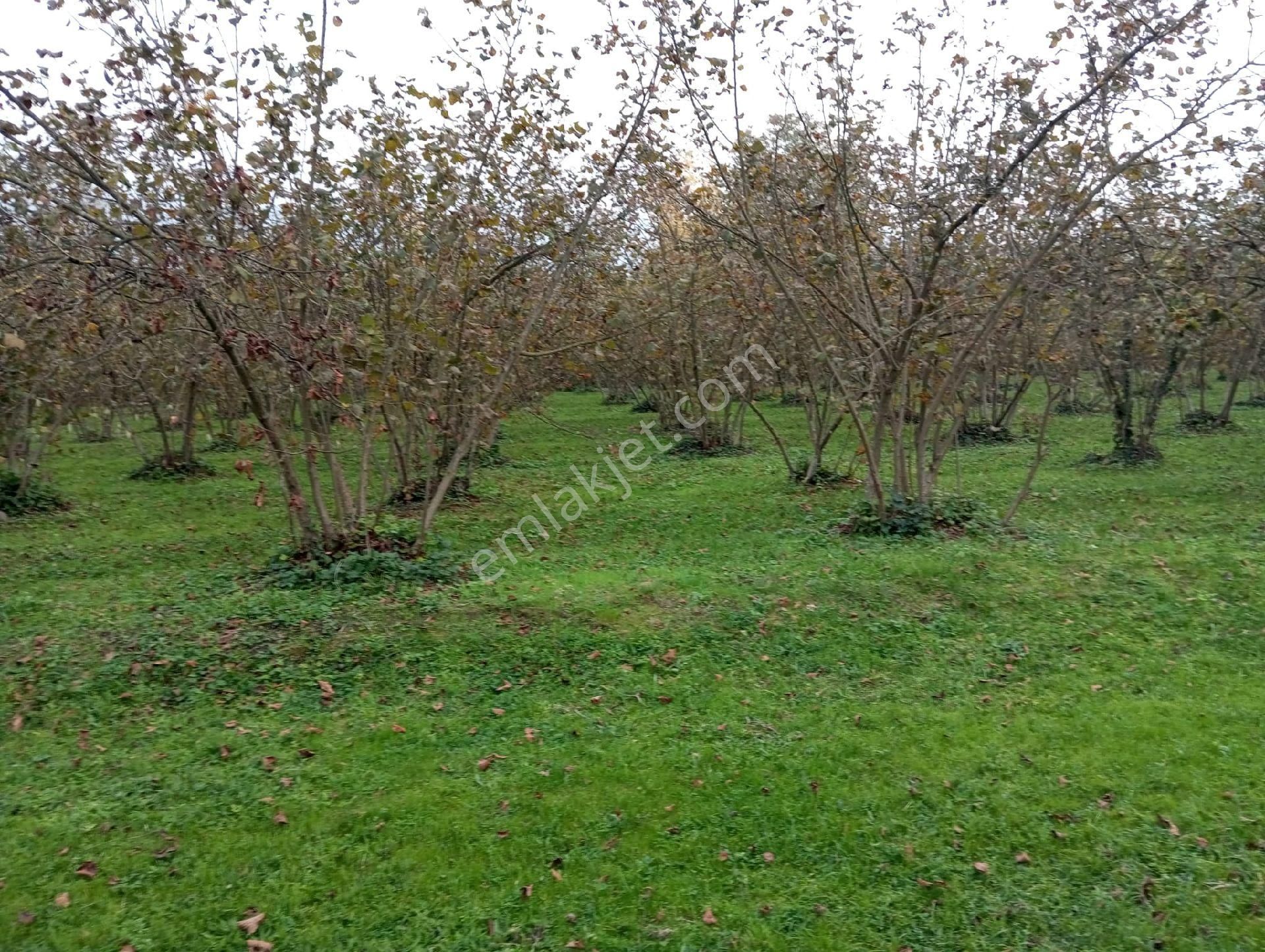 Satılık Fındık Tarlası - Görsel 15