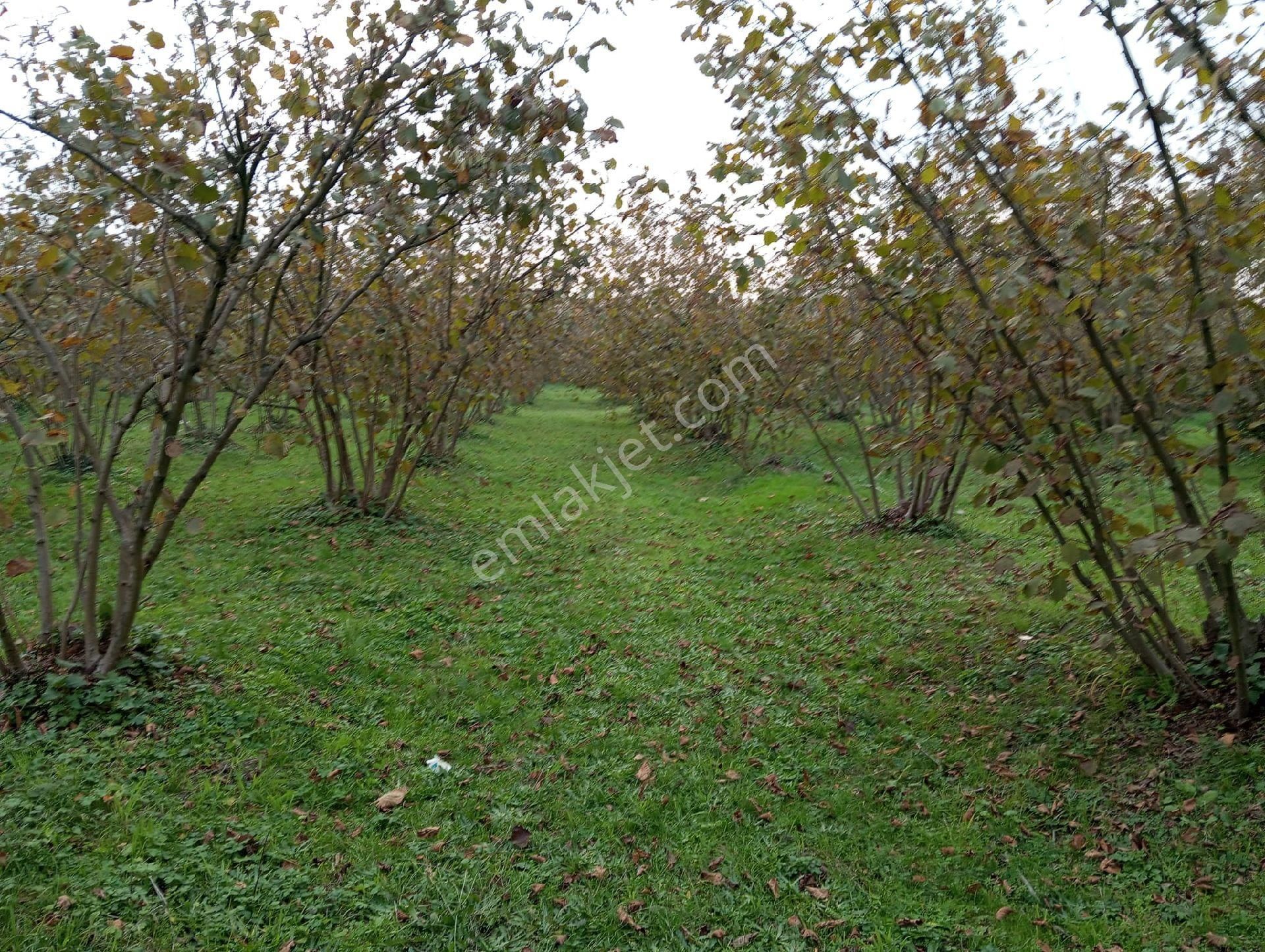 Satılık Fındık Tarlası - Görsel 11