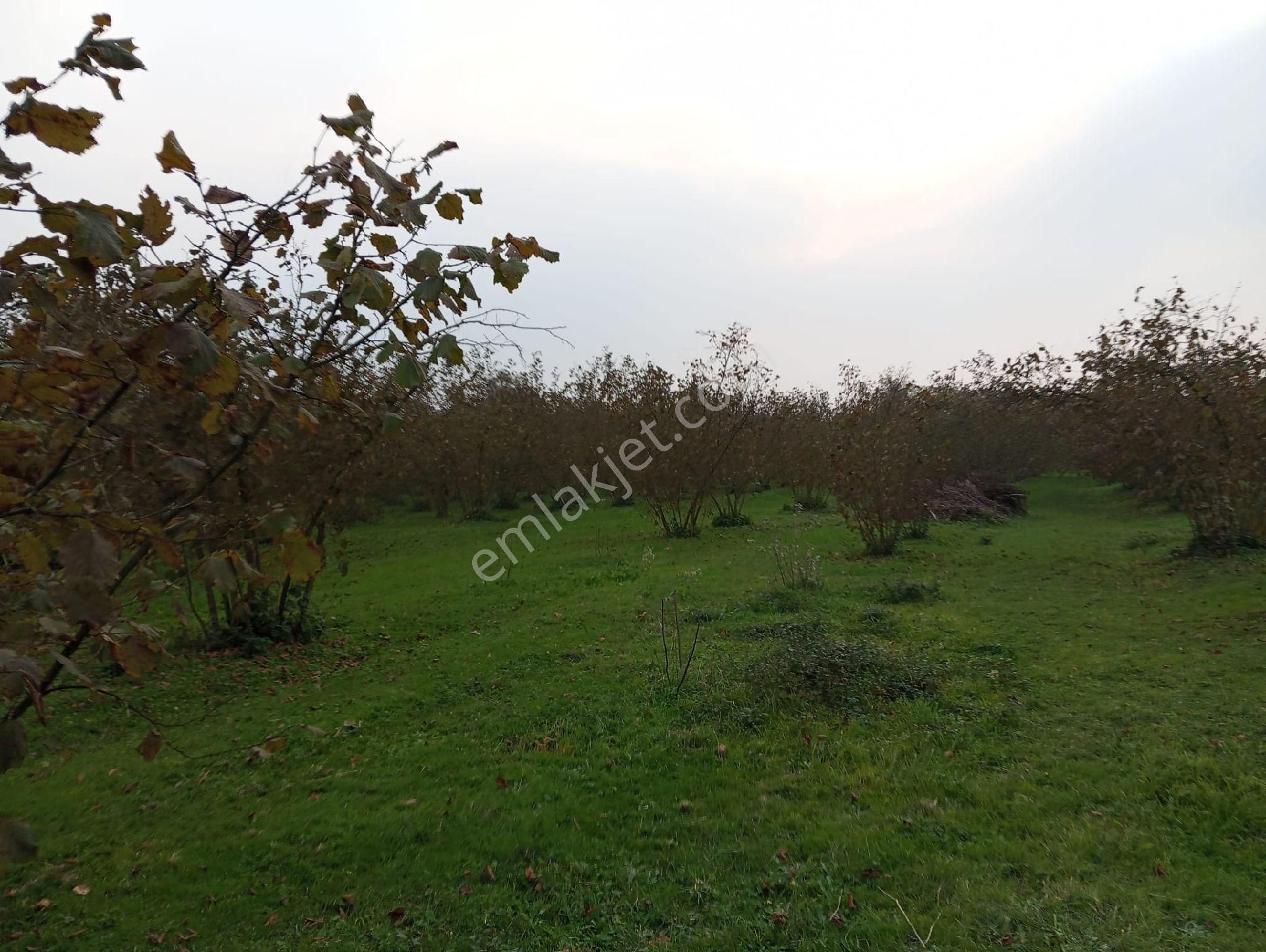 Satılık Fındık Tarlası - Görsel 6