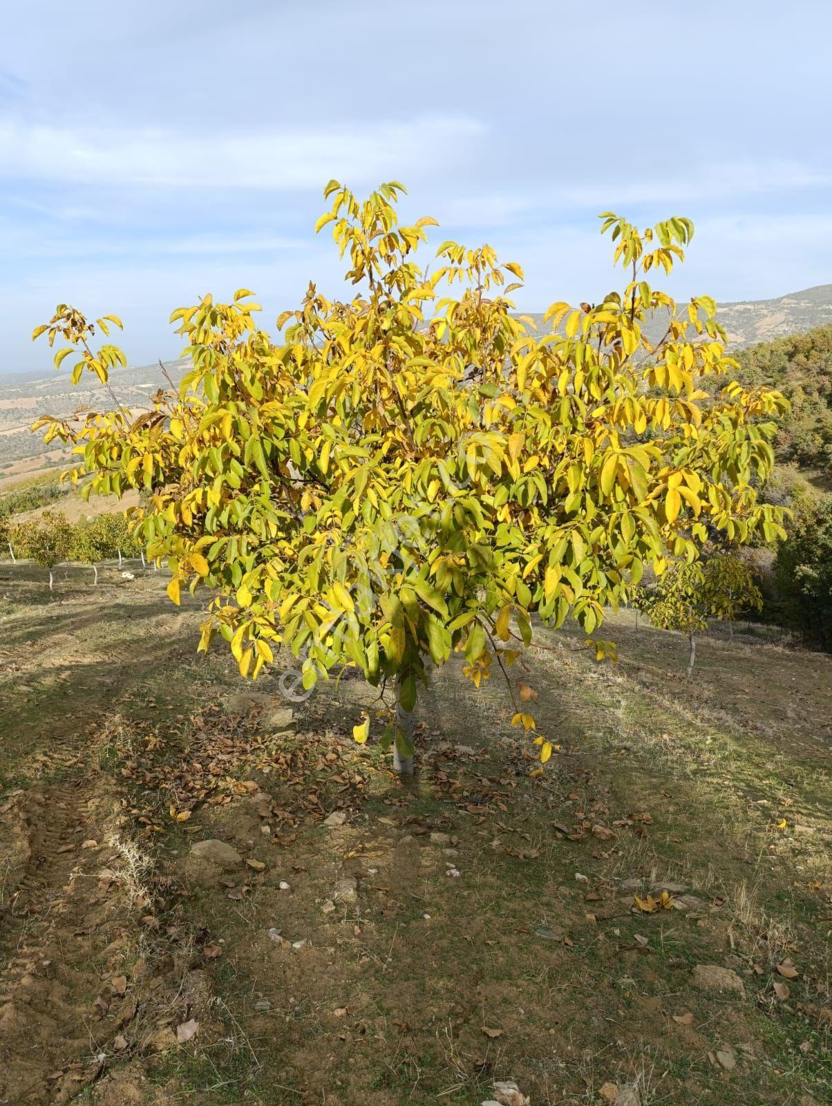 Manisa Kula Bebekli Mah. Satılık Cevizli Tarla - Görsel 30