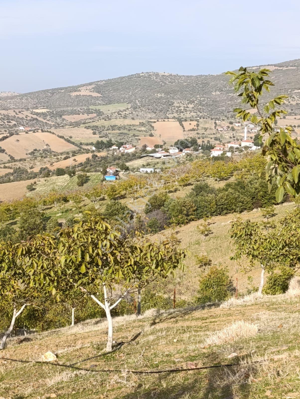 Manisa Kula Bebekli Mah. Satılık Cevizli Tarla - Görsel 32