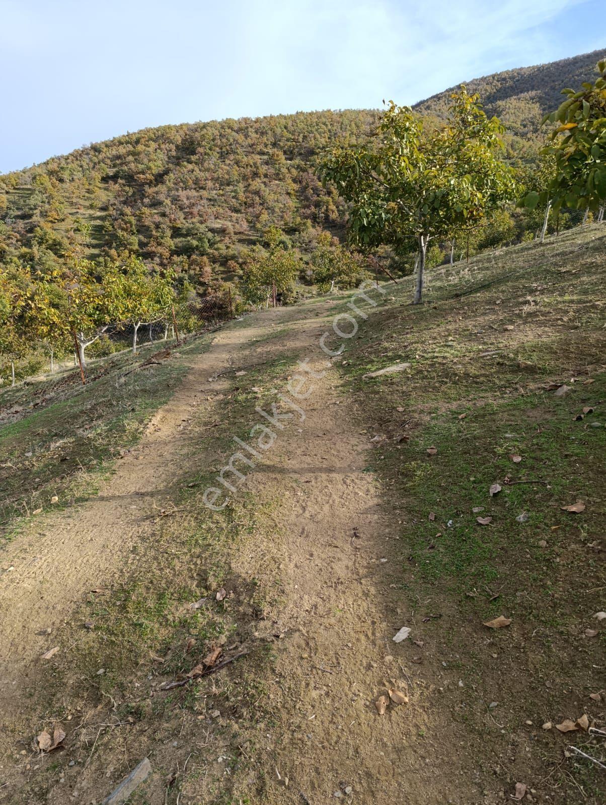 Manisa Kula Bebekli Mah. Satılık Cevizli Tarla - Görsel 12