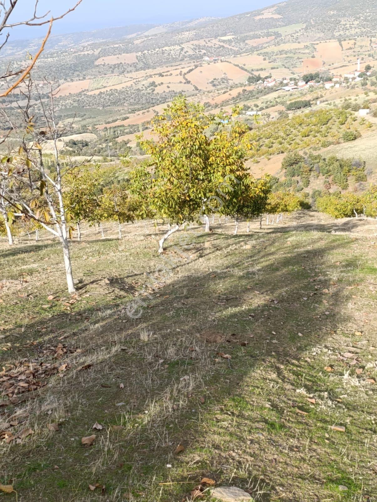 Manisa Kula Bebekli Mah. Satılık Cevizli Tarla - Görsel 10