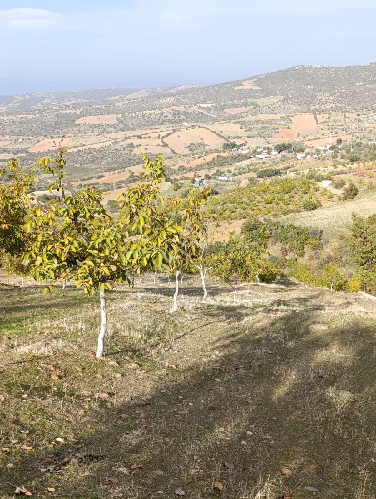 Manisa Kula Bebekli Mah. Satılık Cevizli Tarla - Görsel 21