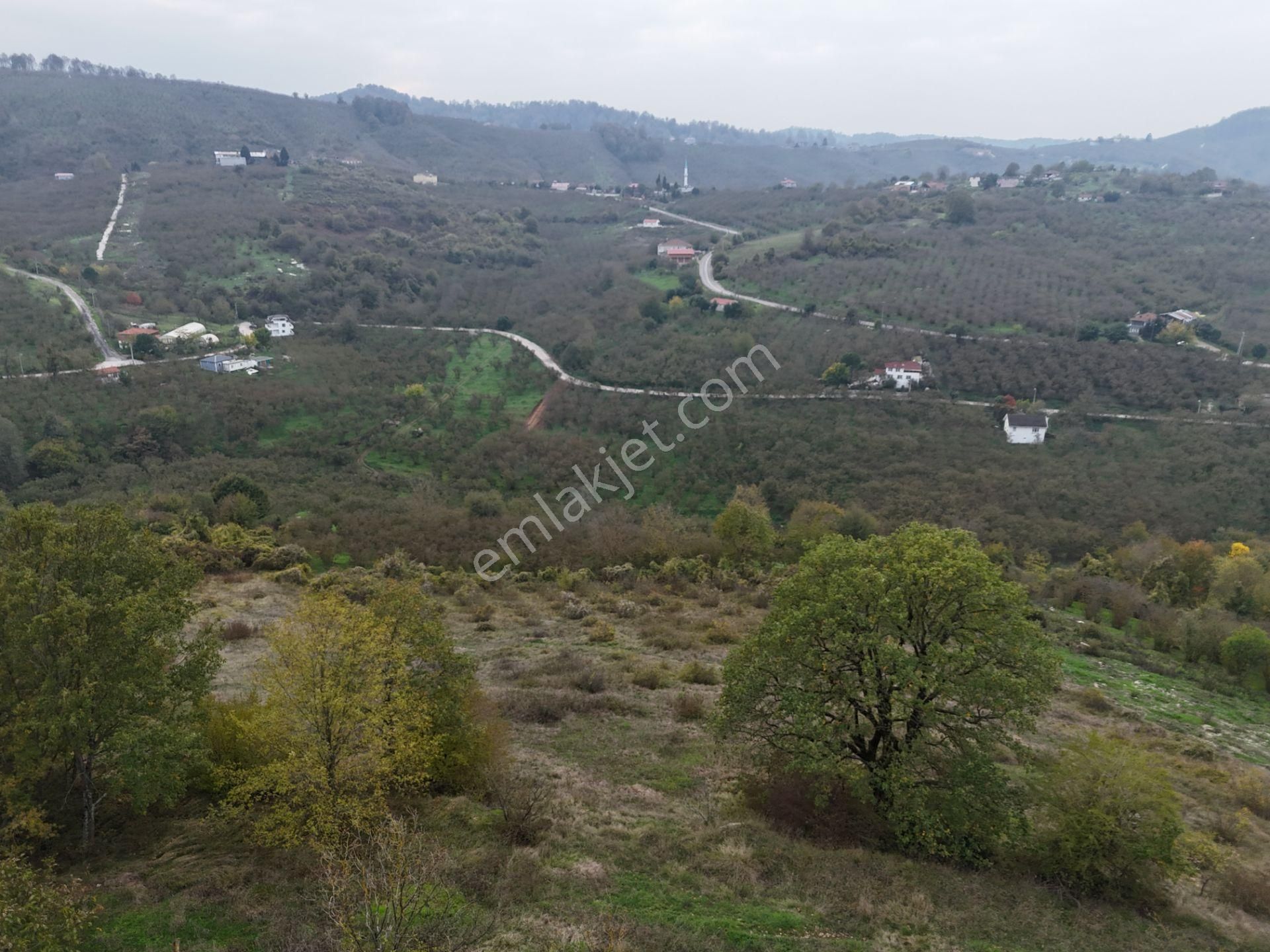 Re/max Maviden İmar Sınırında Doğa Manz. 6800 M2 Fındık Bahçesi