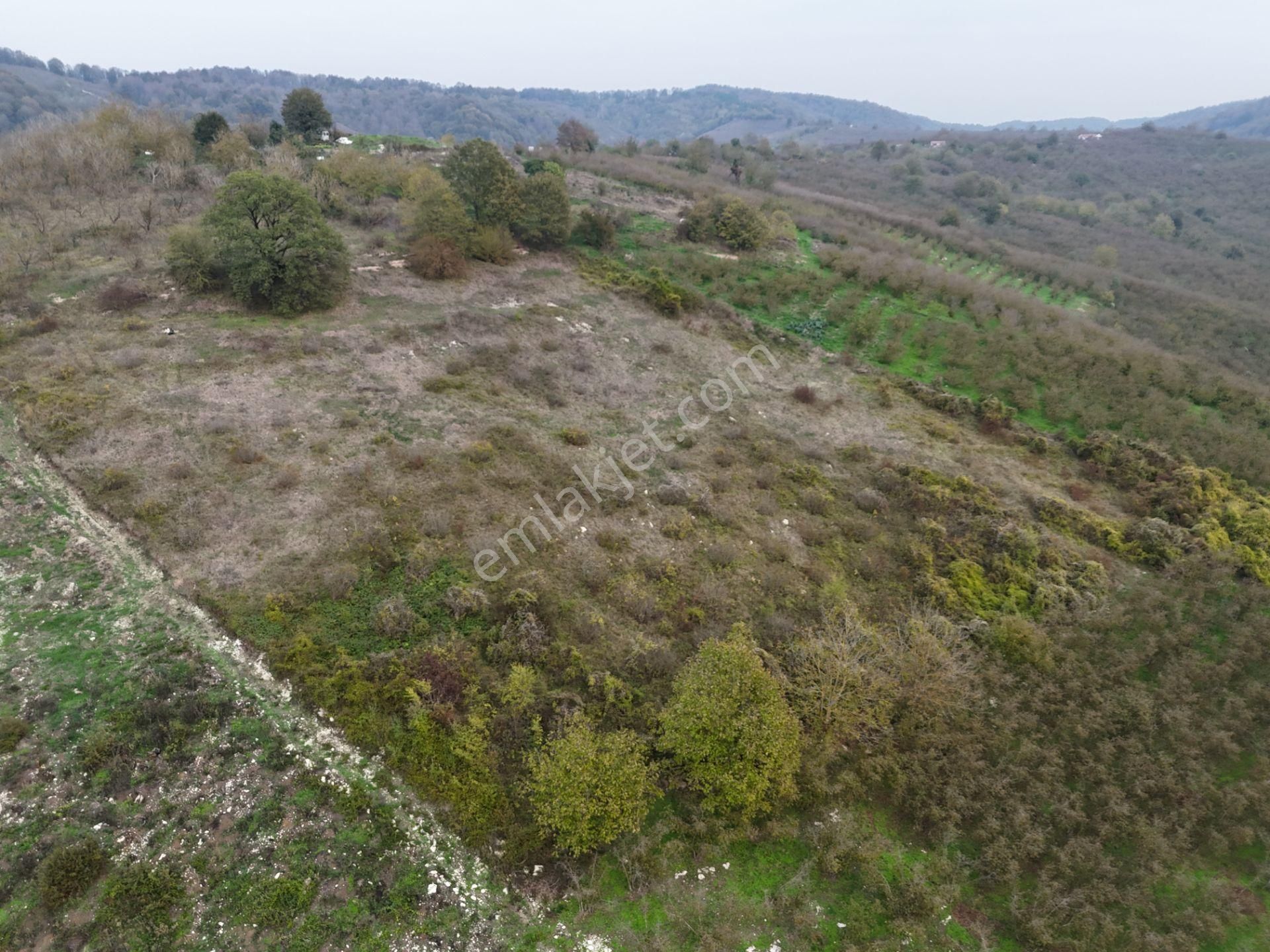 Re/max Maviden İmar Sınırında Doğa Manz. 6800 M2 Fındık Bahçesi - Görsel 7