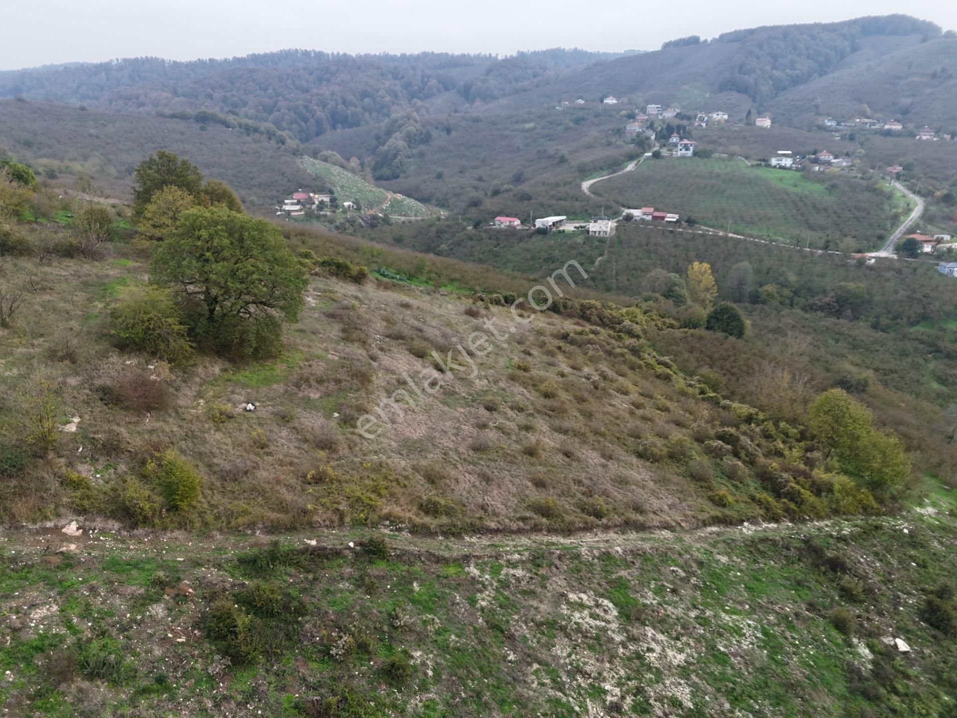 Re/max Maviden İmar Sınırında Doğa Manz. 6800 M2 Fındık Bahçesi - Görsel 4