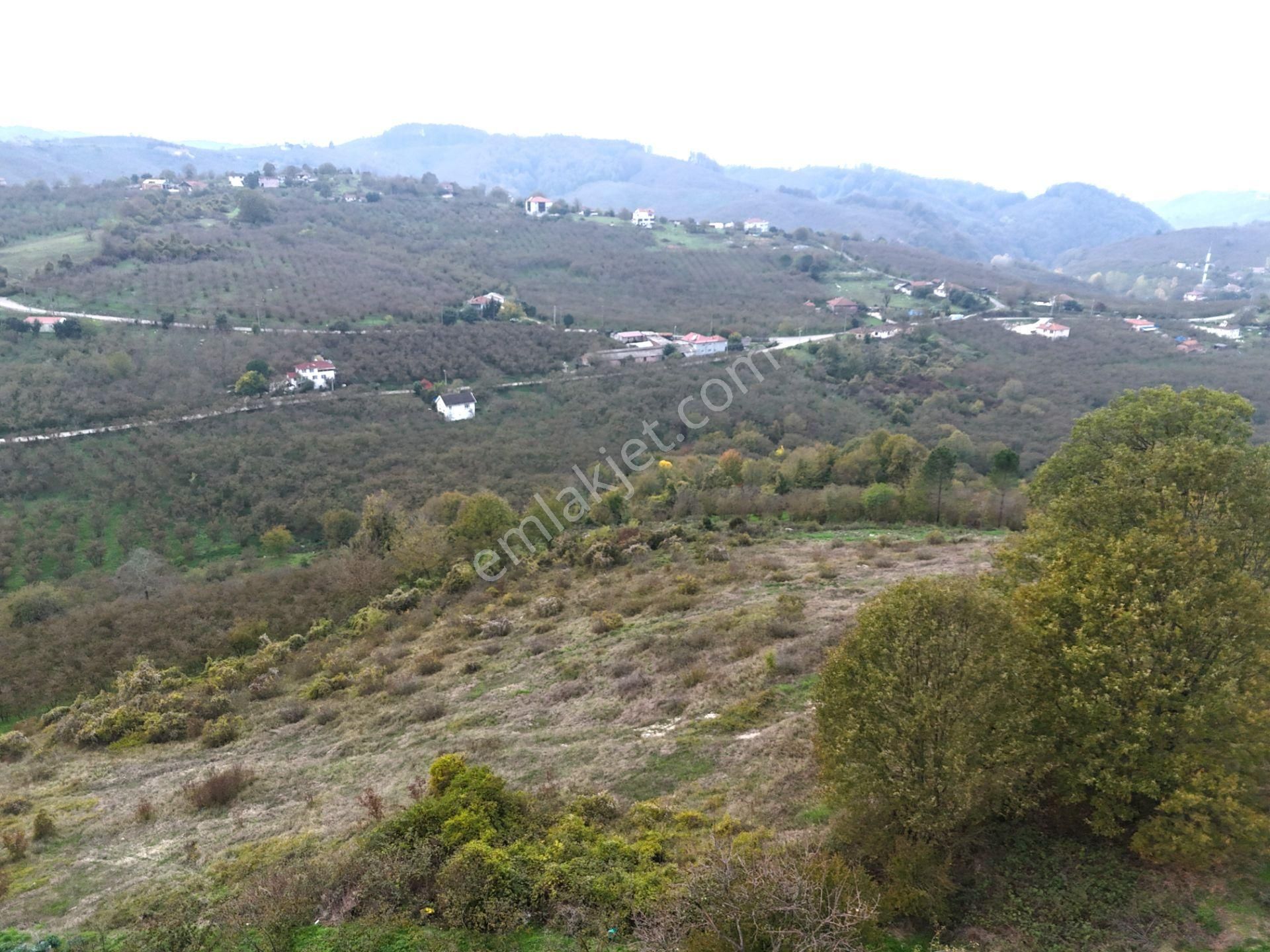 Re/max Maviden İmar Sınırında Doğa Manz. 6800 M2 Fındık Bahçesi - Görsel 12