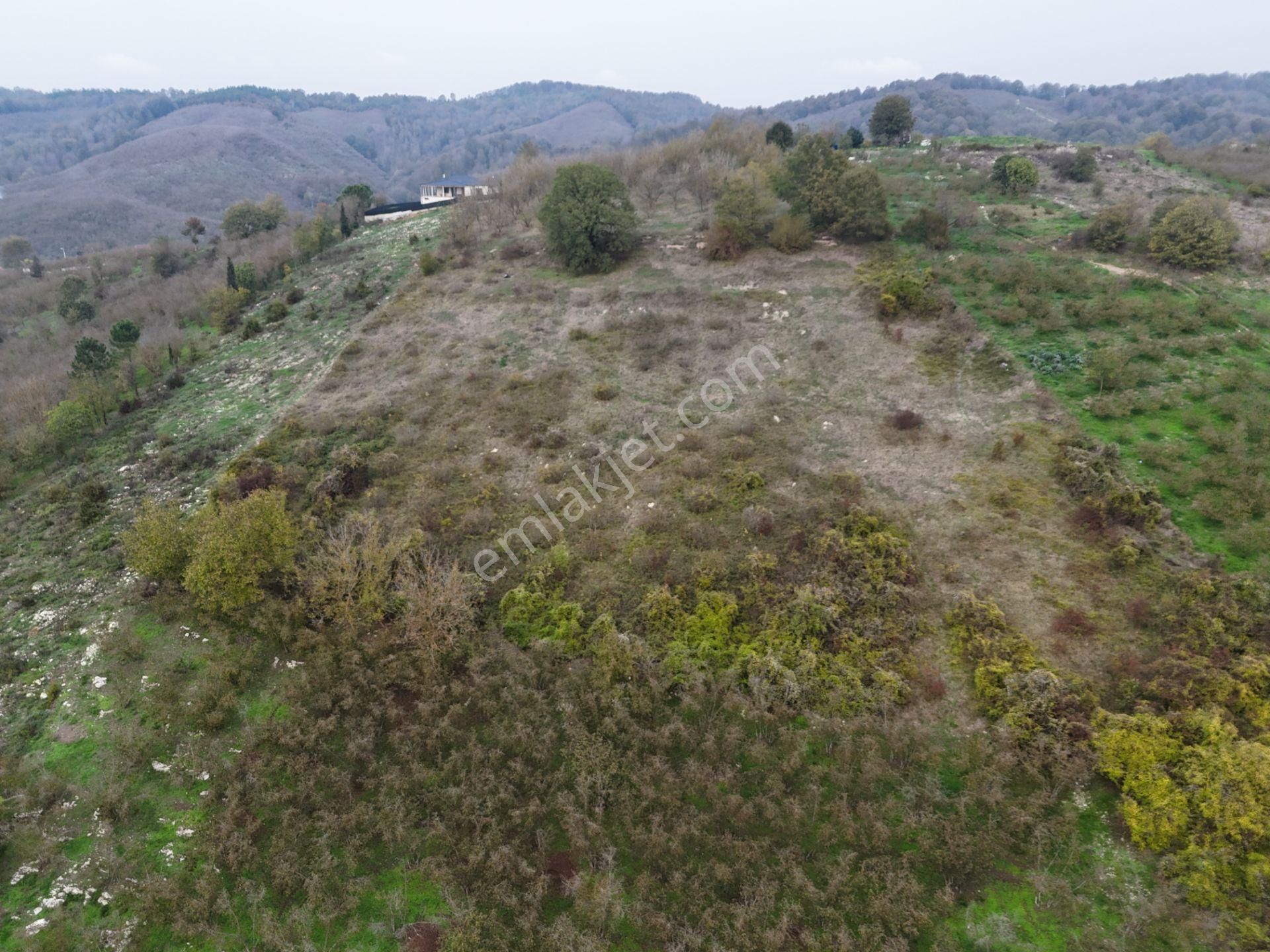 Re/max Maviden İmar Sınırında Doğa Manz. 6800 M2 Fındık Bahçesi - Görsel 8