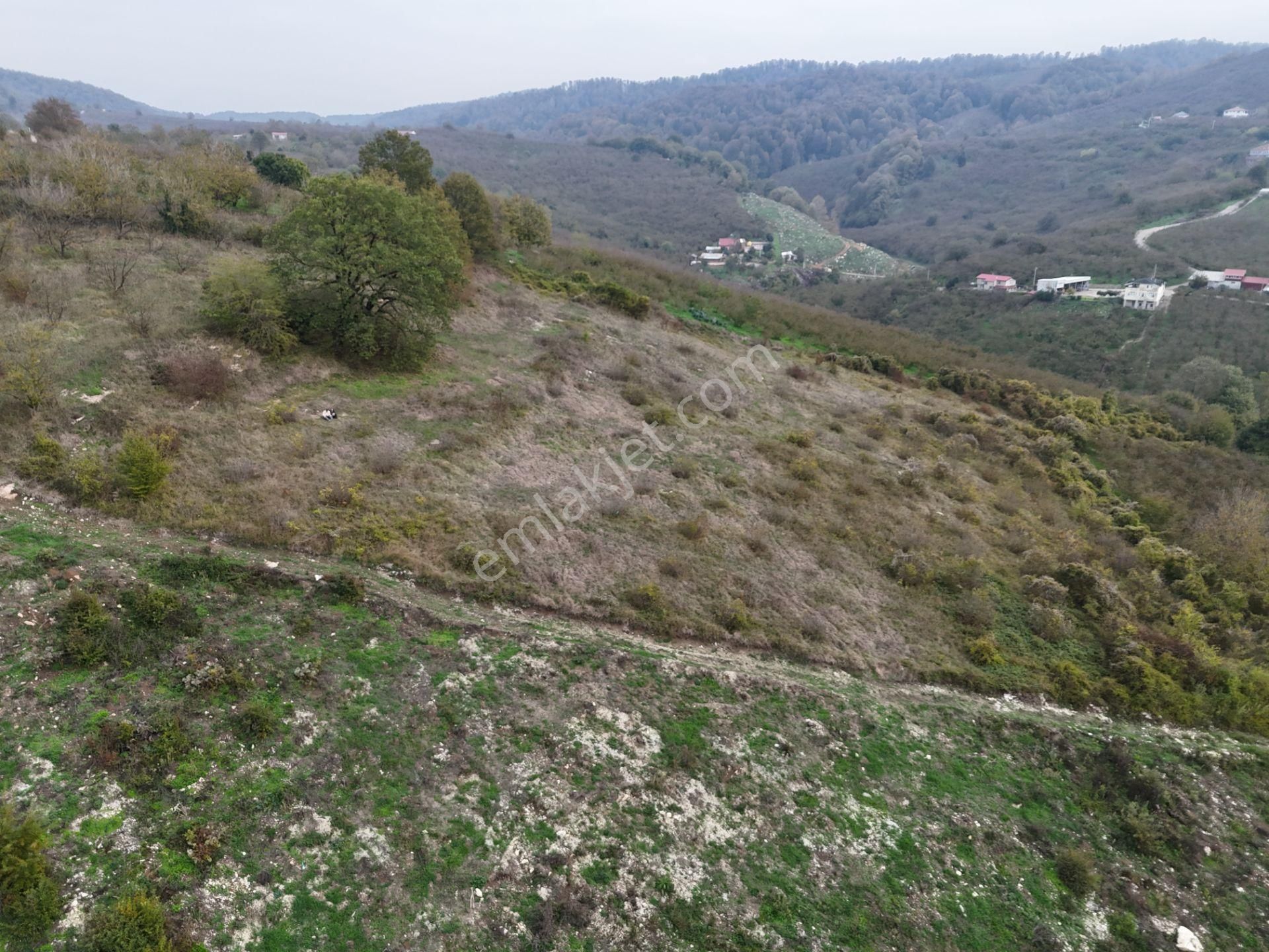 Re/max Maviden İmar Sınırında Doğa Manz. 6800 M2 Fındık Bahçesi - Görsel 5