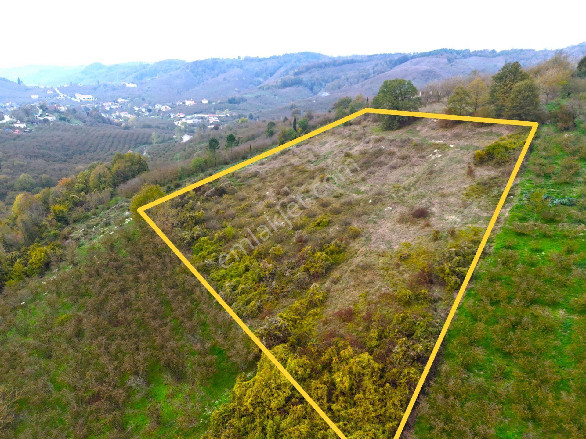 Re/max Maviden İmar Sınırında Doğa Manz. 6800 M2 Fındık Bahçesi - Görsel 9