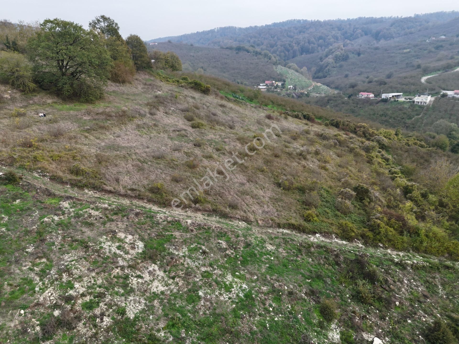 Re/max Maviden İmar Sınırında Doğa Manz. 6800 M2 Fındık Bahçesi - Görsel 6