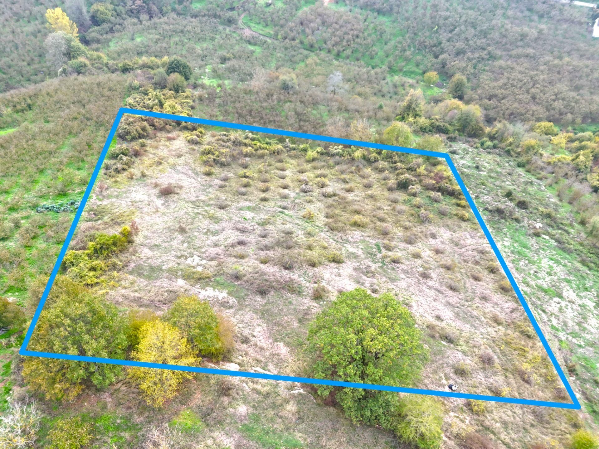 Re/max Maviden İmar Sınırında Doğa Manz. 6800 M2 Fındık Bahçesi - Görsel 14