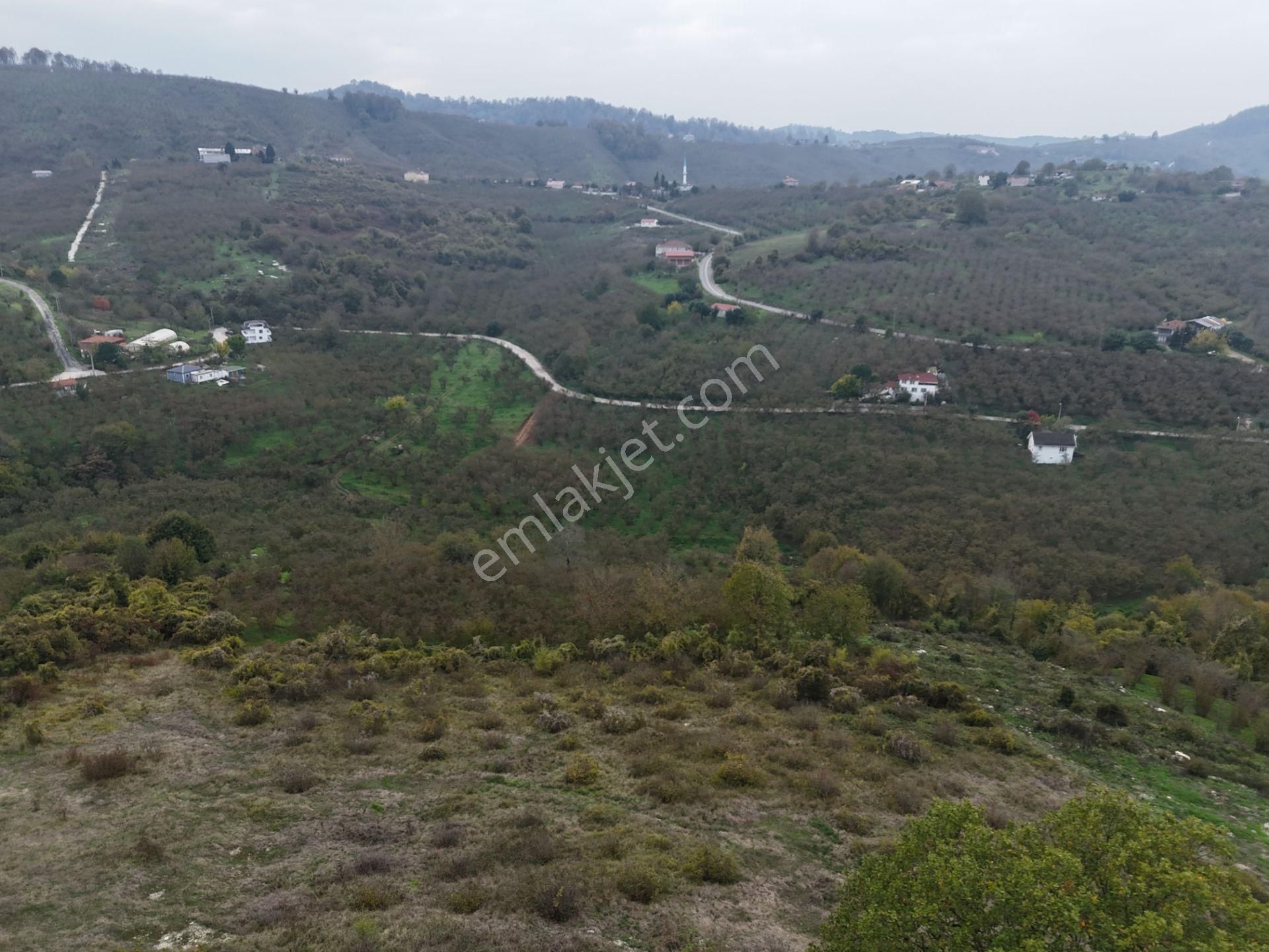 Re/max Maviden İmar Sınırında Doğa Manz. 6800 M2 Fındık Bahçesi - Görsel 2