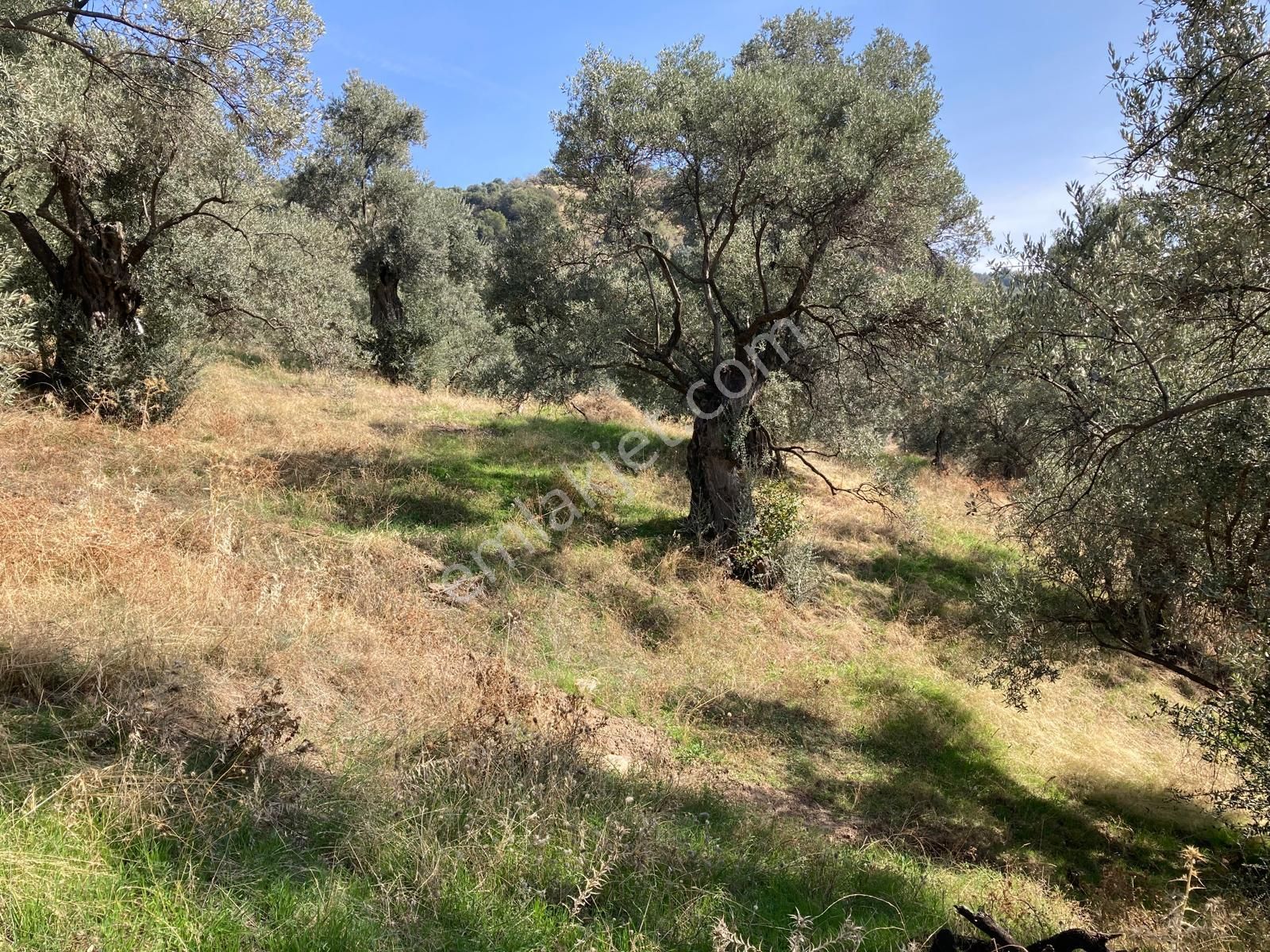 Verimli Uygun Fiyatlı Zeytinlik 7,648 M2 - Görsel 9