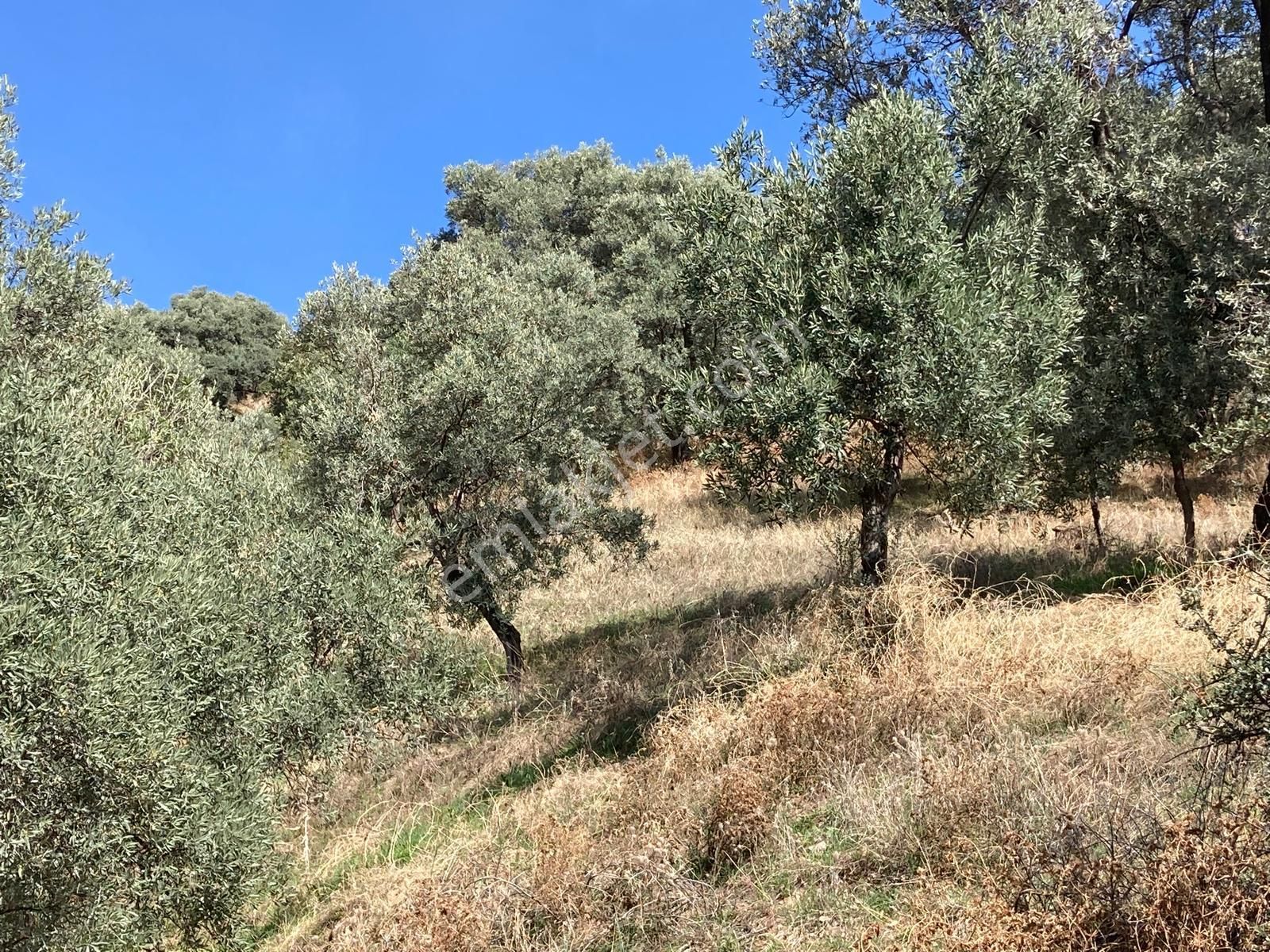 Verimli Uygun Fiyatlı Zeytinlik 7,648 M2 - Görsel 15