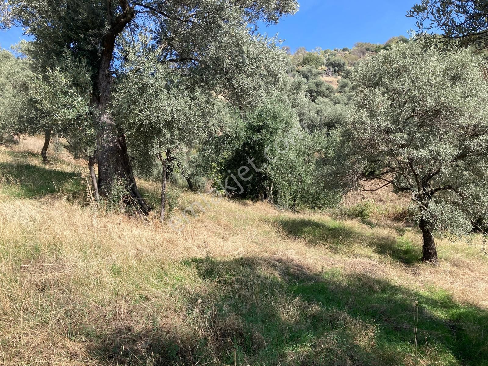 Verimli Uygun Fiyatlı Zeytinlik 7,648 M2 - Görsel 8