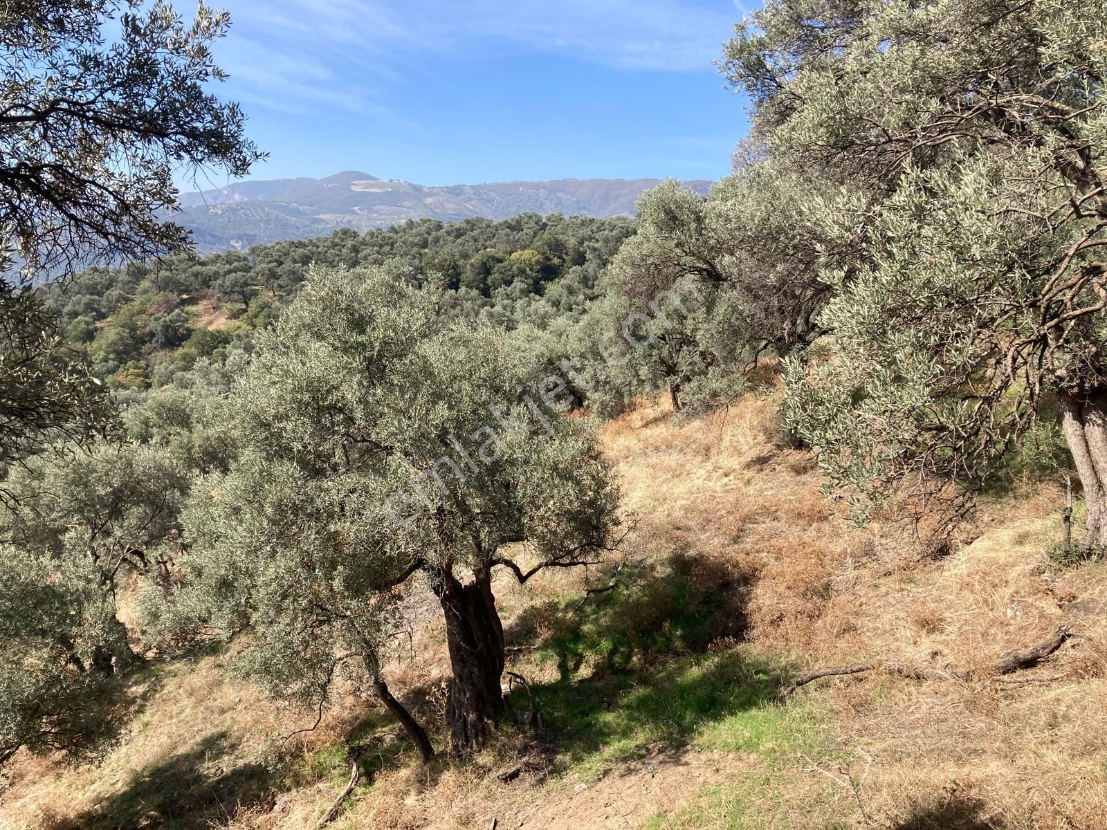 Verimli Uygun Fiyatlı Zeytinlik 7,648 M2 - Görsel 13