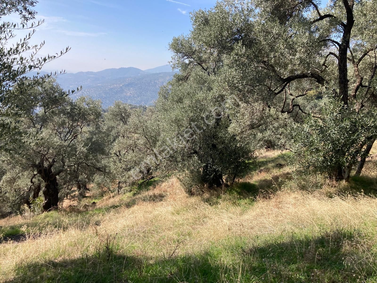 Verimli Uygun Fiyatlı Zeytinlik 7,648 M2 - Görsel 10