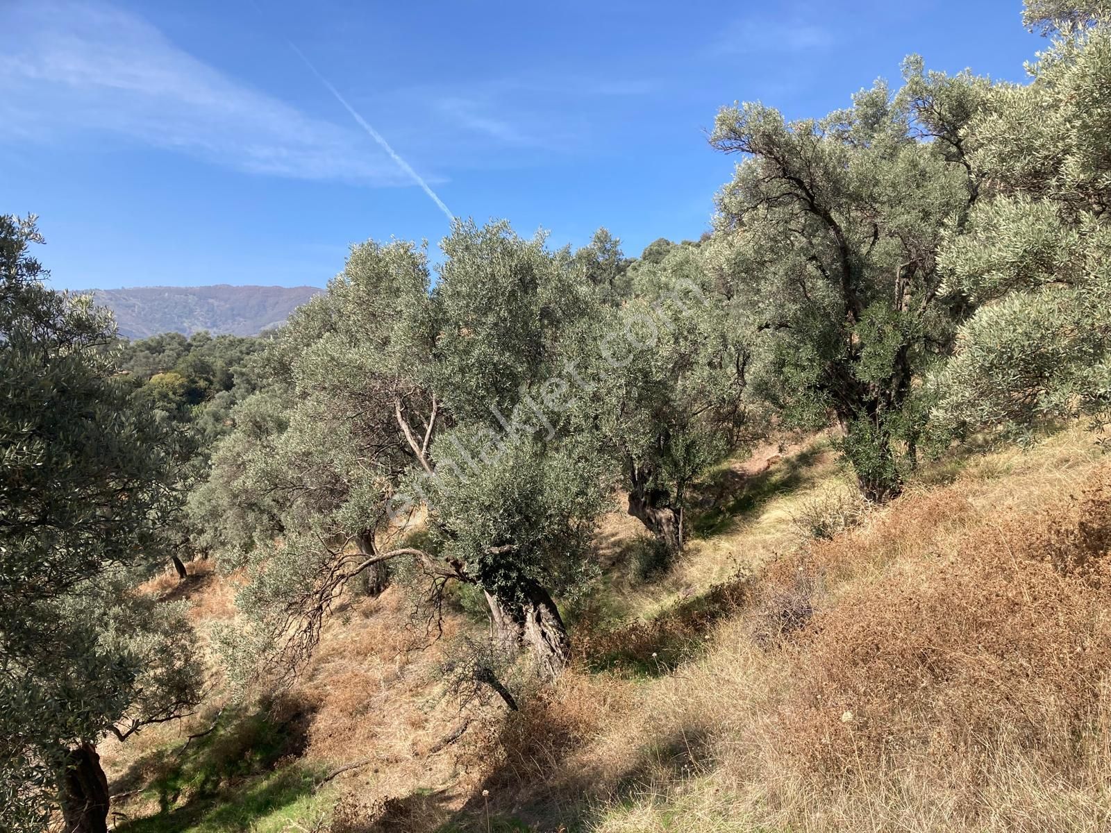 Verimli Uygun Fiyatlı Zeytinlik 7,648 M2 - Görsel 6