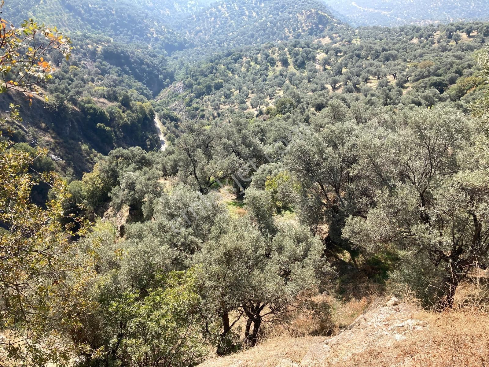 Verimli Uygun Fiyatlı Zeytinlik 7,648 M2 - Görsel 5