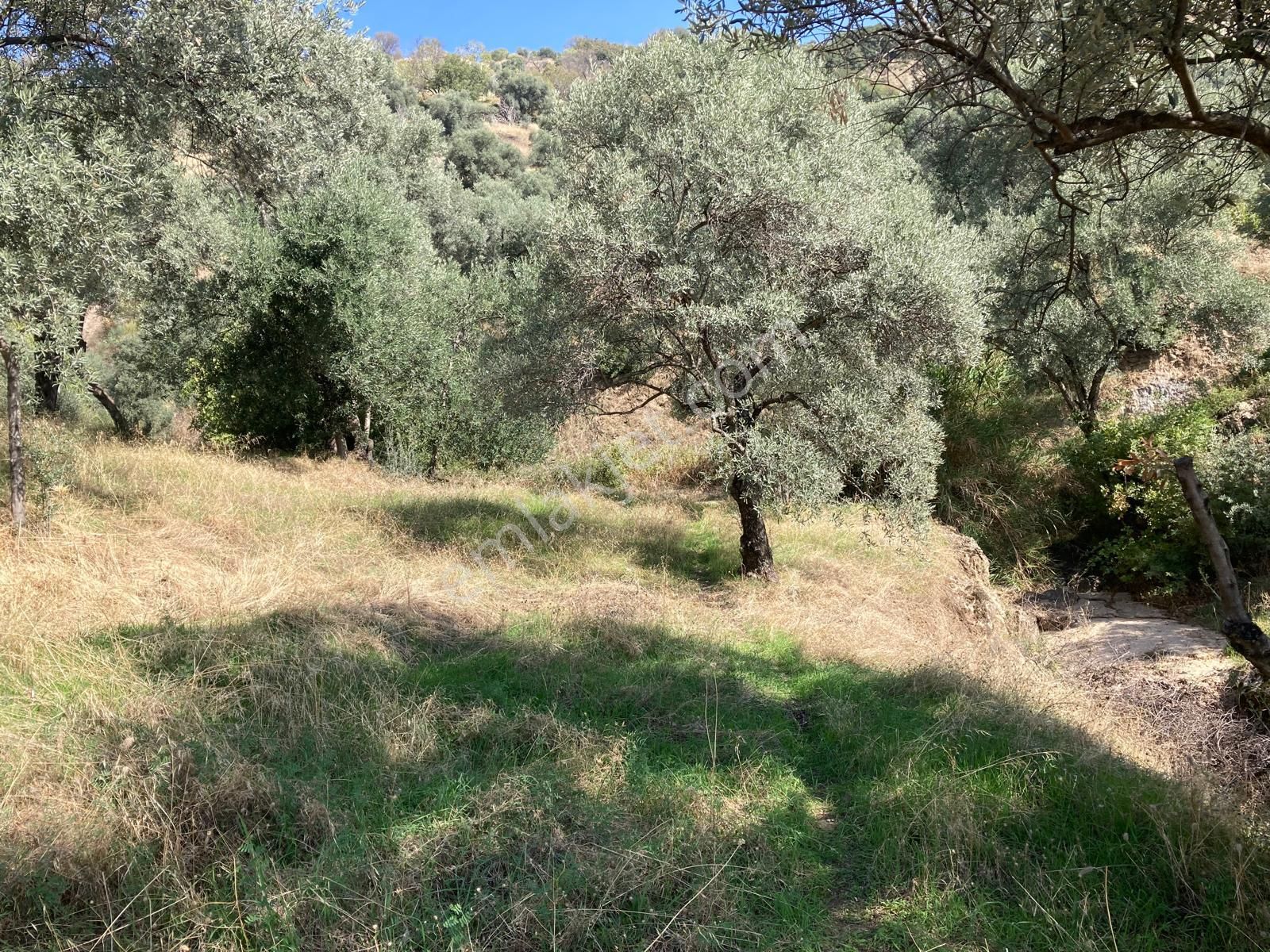 Verimli Uygun Fiyatlı Zeytinlik 7,648 M2