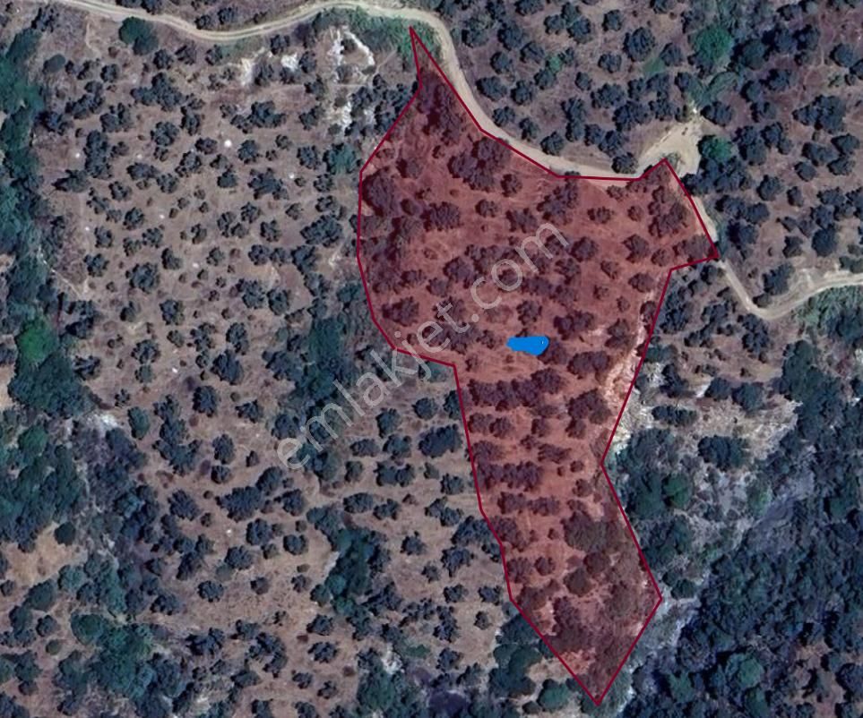 Verimli Uygun Fiyatlı Zeytinlik 7,648 M2 - Görsel 2