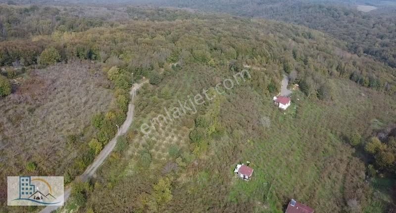 Şile Gül Emlkatan Kadı Köyde Satılık Fındıklık 8560 M2 - Görsel 9