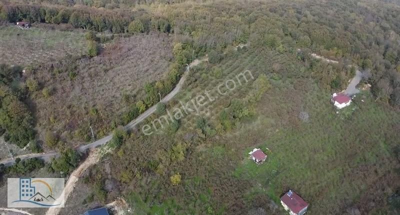 Şile Gül Emlkatan Kadı Köyde Satılık Fındıklık 8560 M2 - Görsel 4
