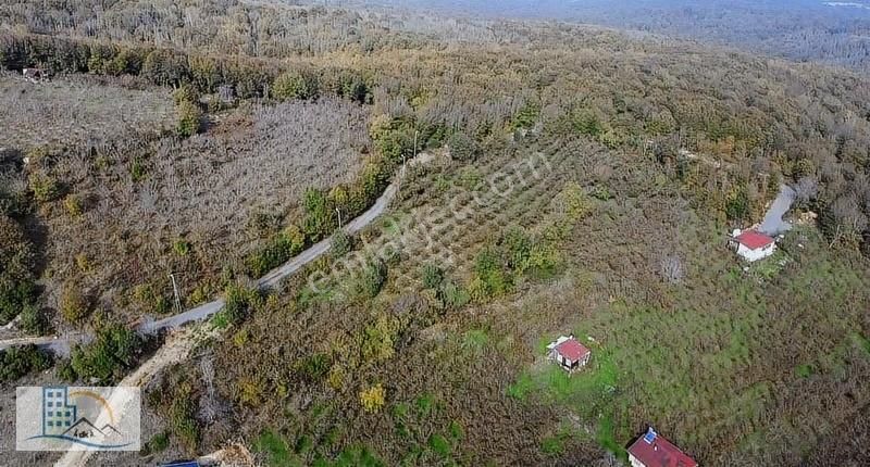 Şile Gül Emlkatan Kadı Köyde Satılık Fındıklık 8560 M2 - Görsel 2