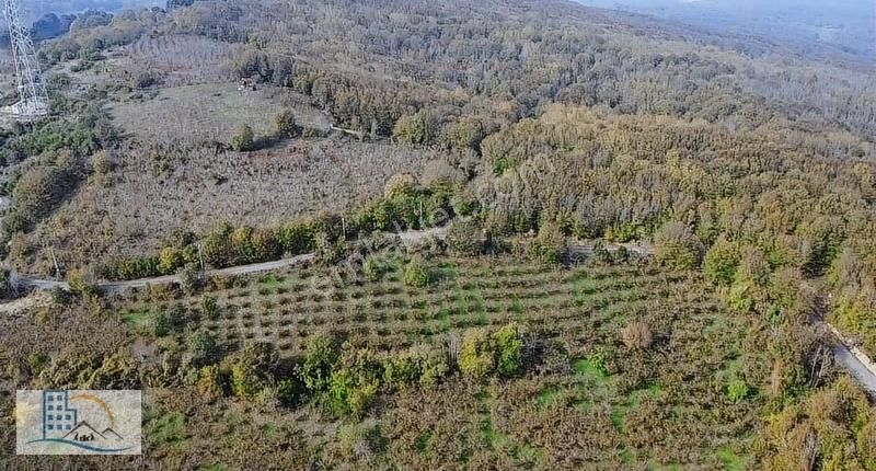 Şile Gül Emlkatan Kadı Köyde Satılık Fındıklık 8560 M2 - Görsel 10