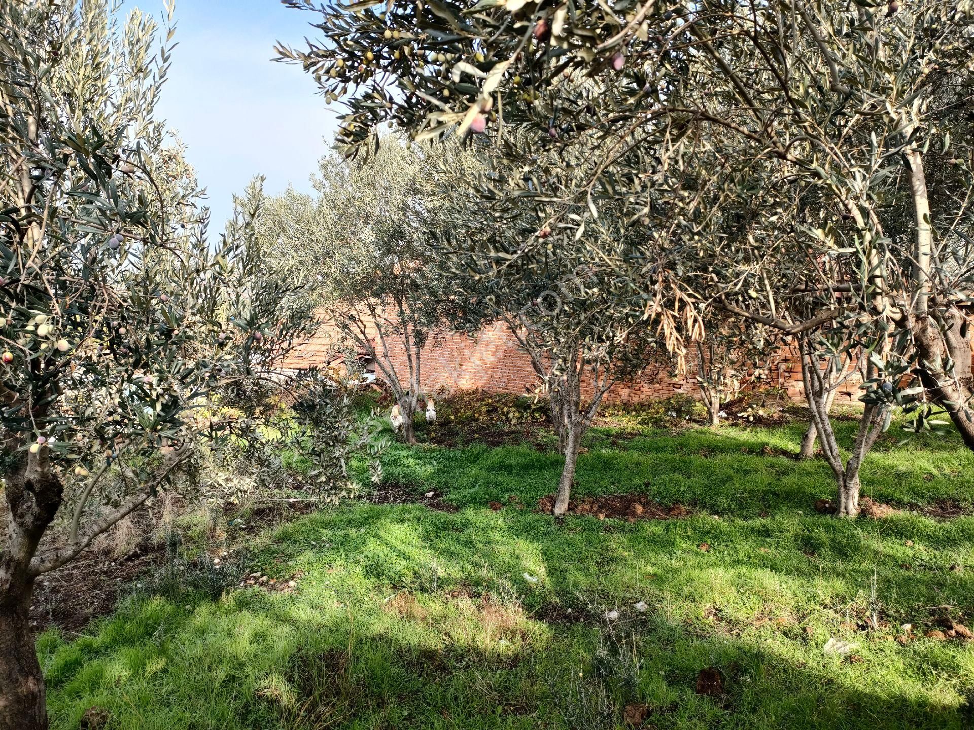 Poyracık Ta 442 Metrekare Satılık İmarlı Arsa - Görsel 8