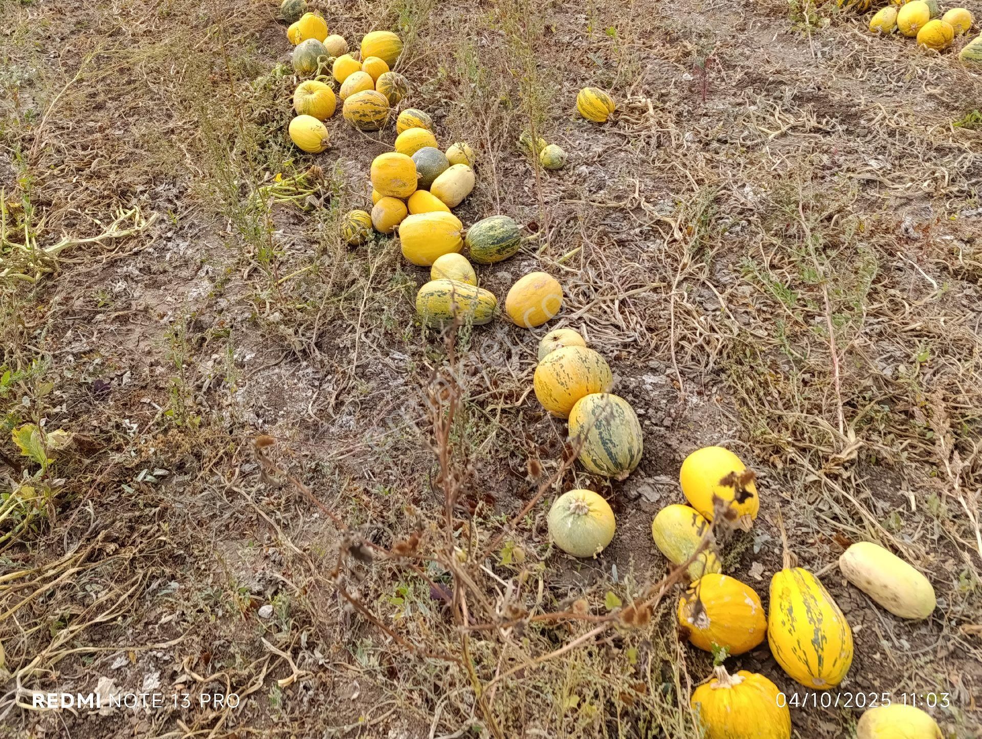 Ümraniye Köy Köy Kenarı Kiralık Satılıksulu Tarla