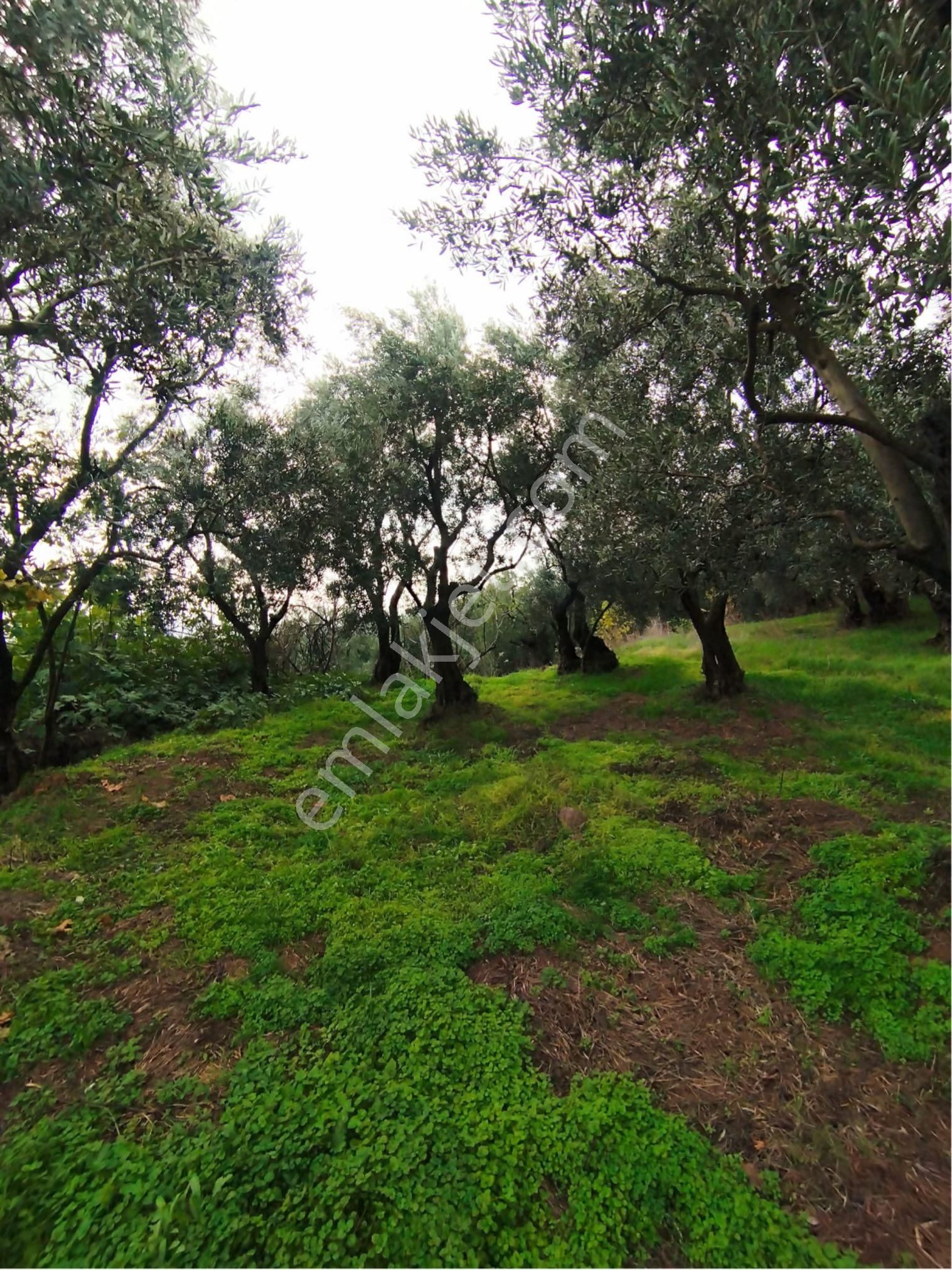 Beka Gayrimenkul'den Yeniköyde 2226 M2 Göl Manzaralı Zeytinlik - Görsel 2