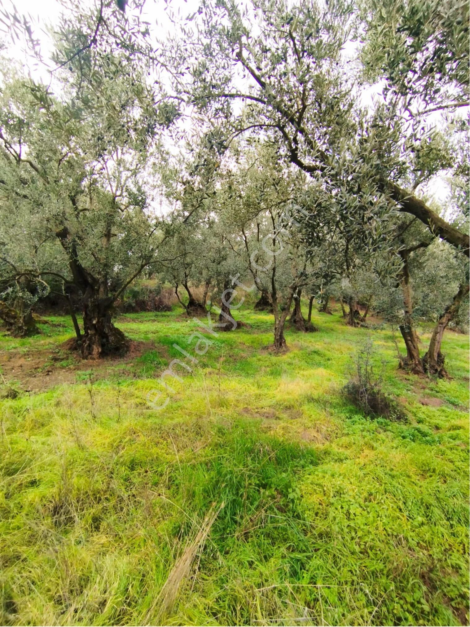 Beka Gayrimenkul'den Yeniköyde 2226 M2 Göl Manzaralı Zeytinlik - Görsel 5