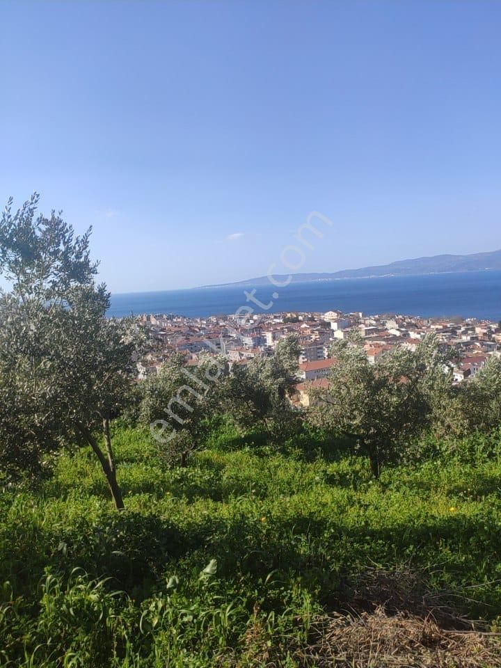 Bursa Mudanya Hasanbeyde Deniz Manzaralı Zeytinlik - Görsel 11