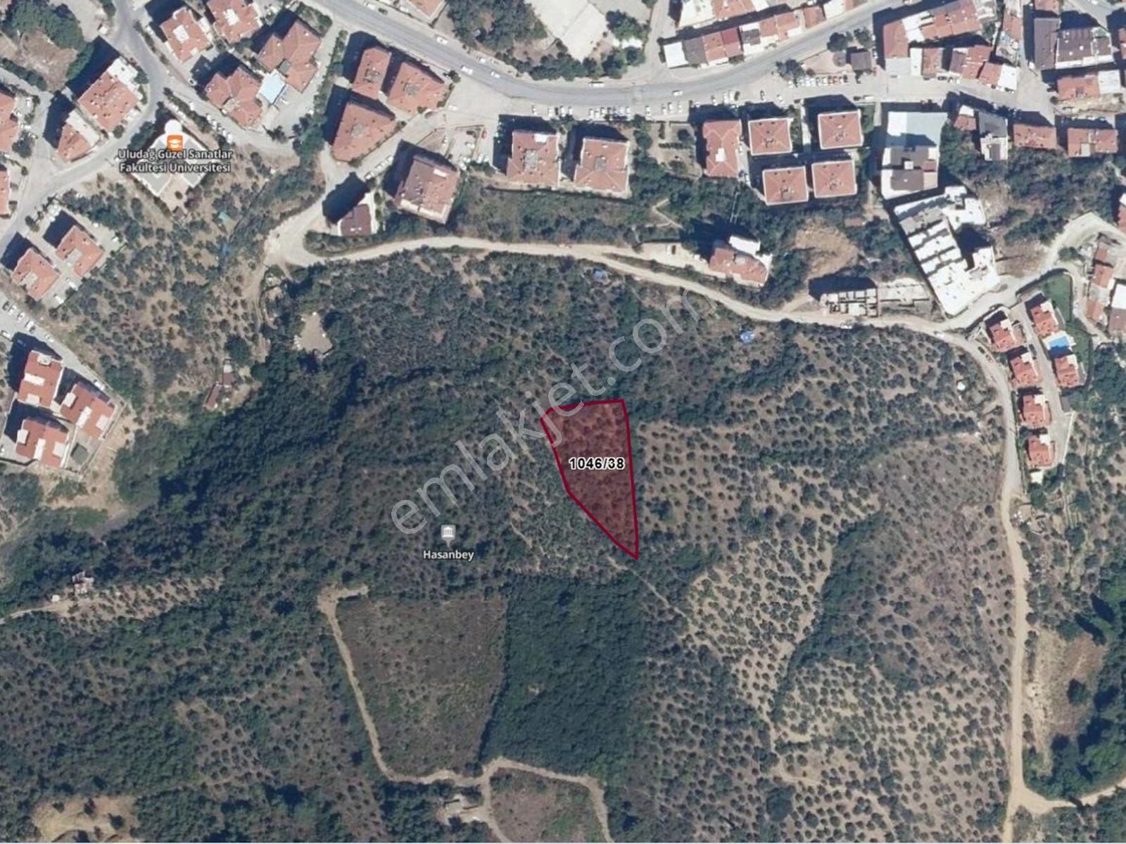 Bursa Mudanya Hasanbeyde Deniz Manzaralı Zeytinlik - Görsel 2