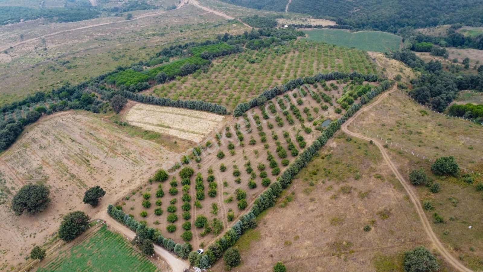 Yarış'da Yatırımlık "göl Manzaralı" Ceviz-badem Ağaçlı Tarla - Görsel 4
