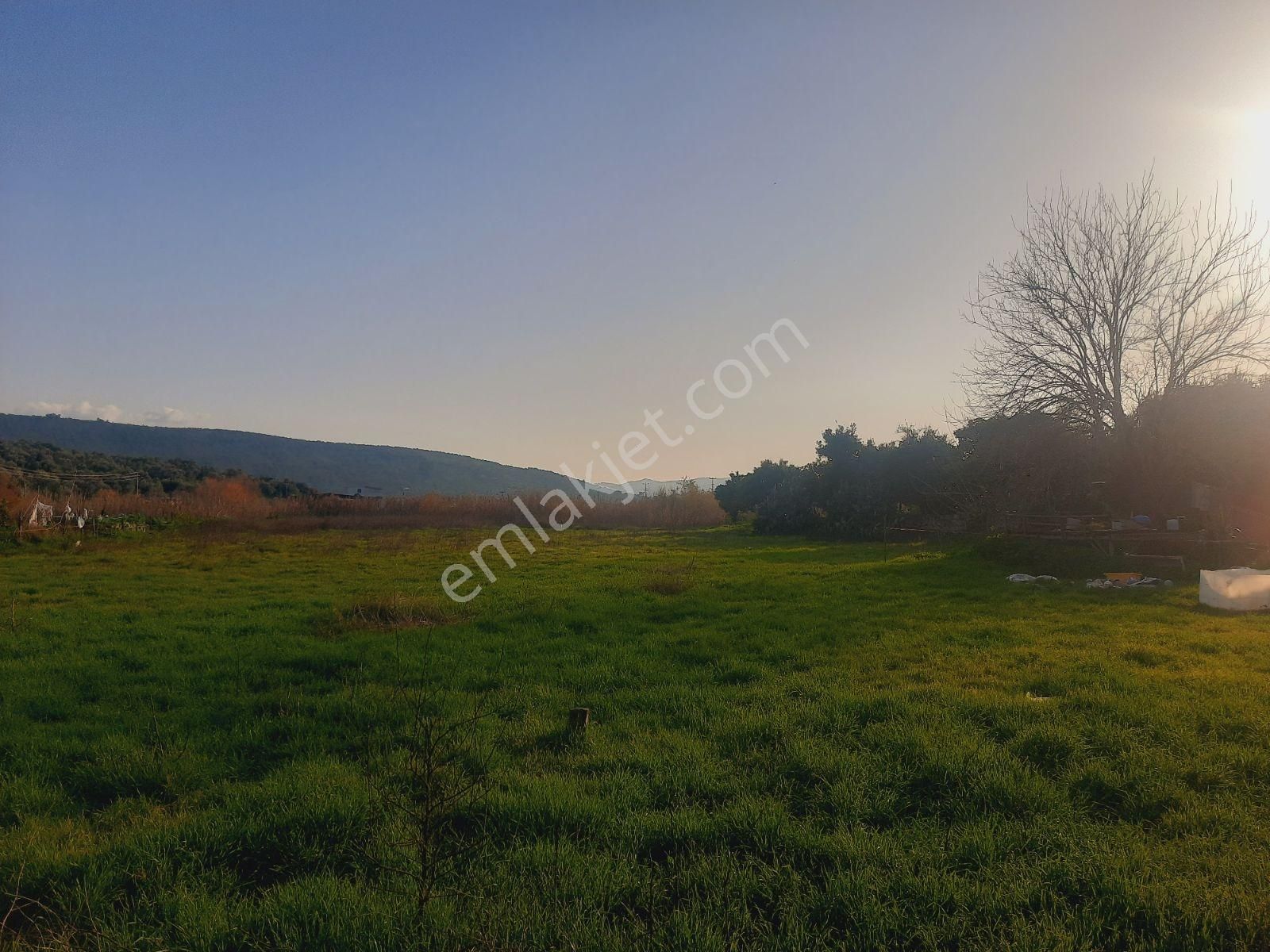 Bodrum Muğla Yolu Uzerı Savran Köyünde 3100m² Köy İçi Tarla - Görsel 24