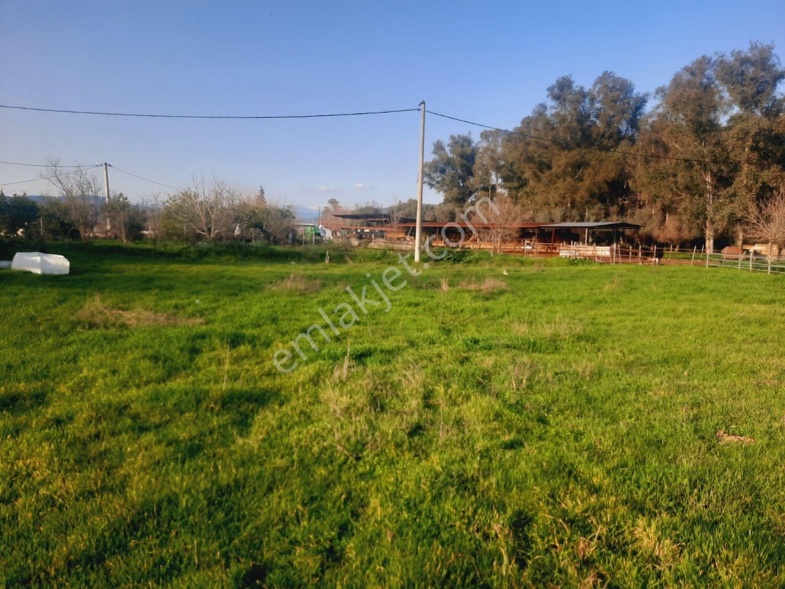 Bodrum Muğla Yolu Uzerı Savran Köyünde 3100m² Köy İçi Tarla - Görsel 12