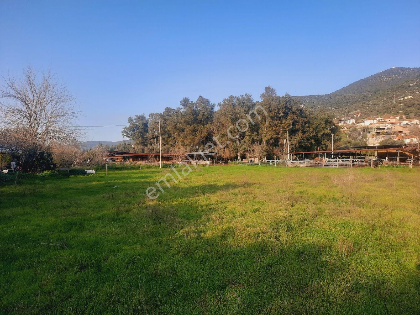 Bodrum Muğla Yolu Uzerı Savran Köyünde 3100m² Köy İçi Tarla - Görsel 10