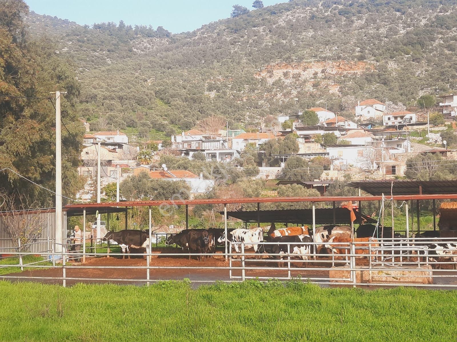 Bodrum Muğla Yolu Uzerı Savran Köyünde 3100m² Köy İçi Tarla - Görsel 9