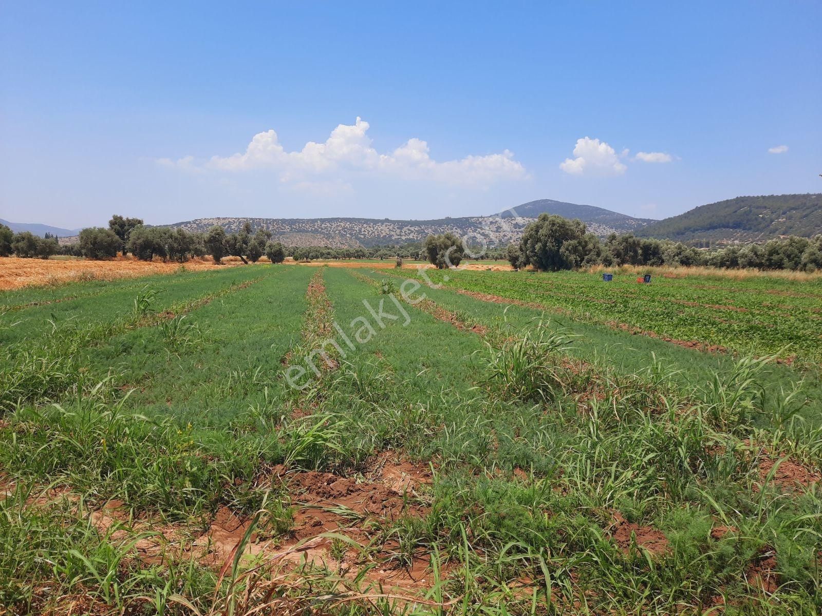 Bodrum'a Komşu Bahçe Köyün'de 4 Dönüm İmar Sınırında Tarla - Görsel 18
