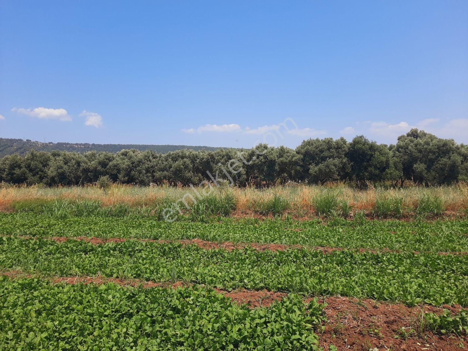 Bodrum'a Komşu Bahçe Köyün'de 4 Dönüm İmar Sınırında Tarla - Görsel 31