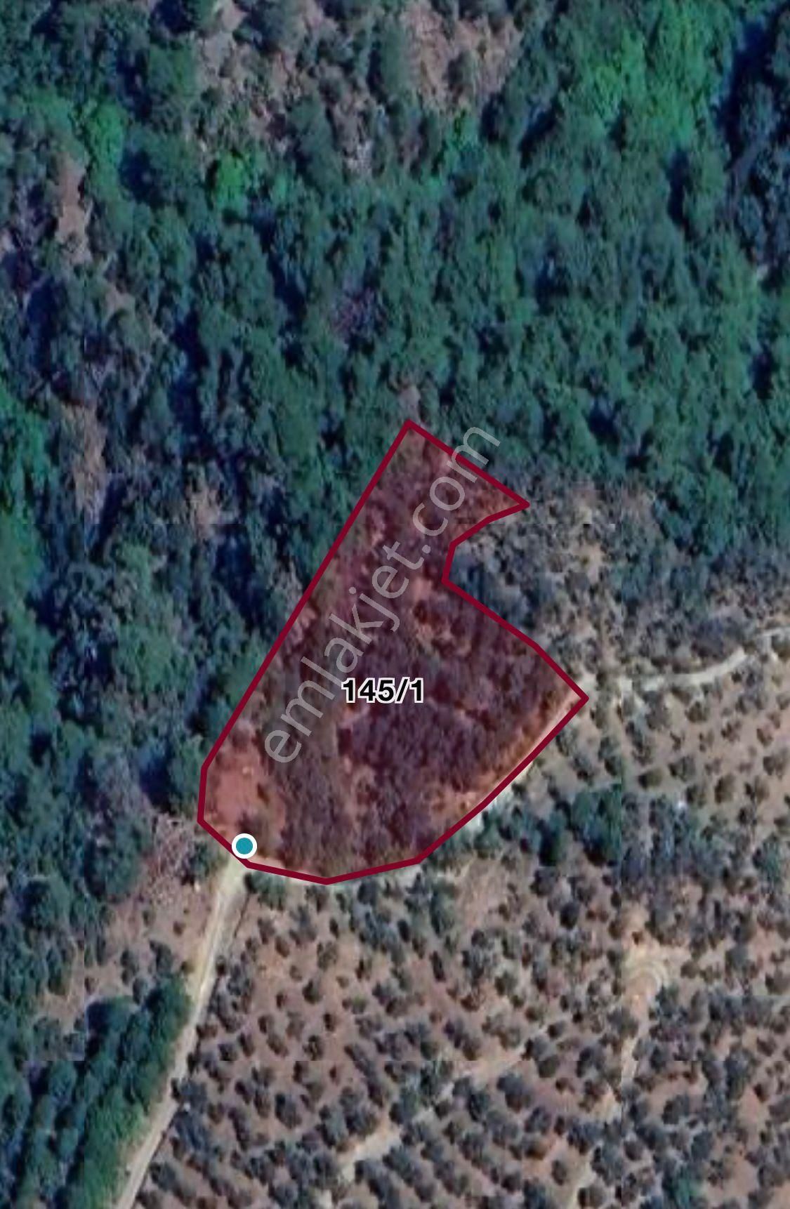 Altınoluk Doyran Köyü’nde 4.463 M² Satılık Zeytinlik - Görsel 3