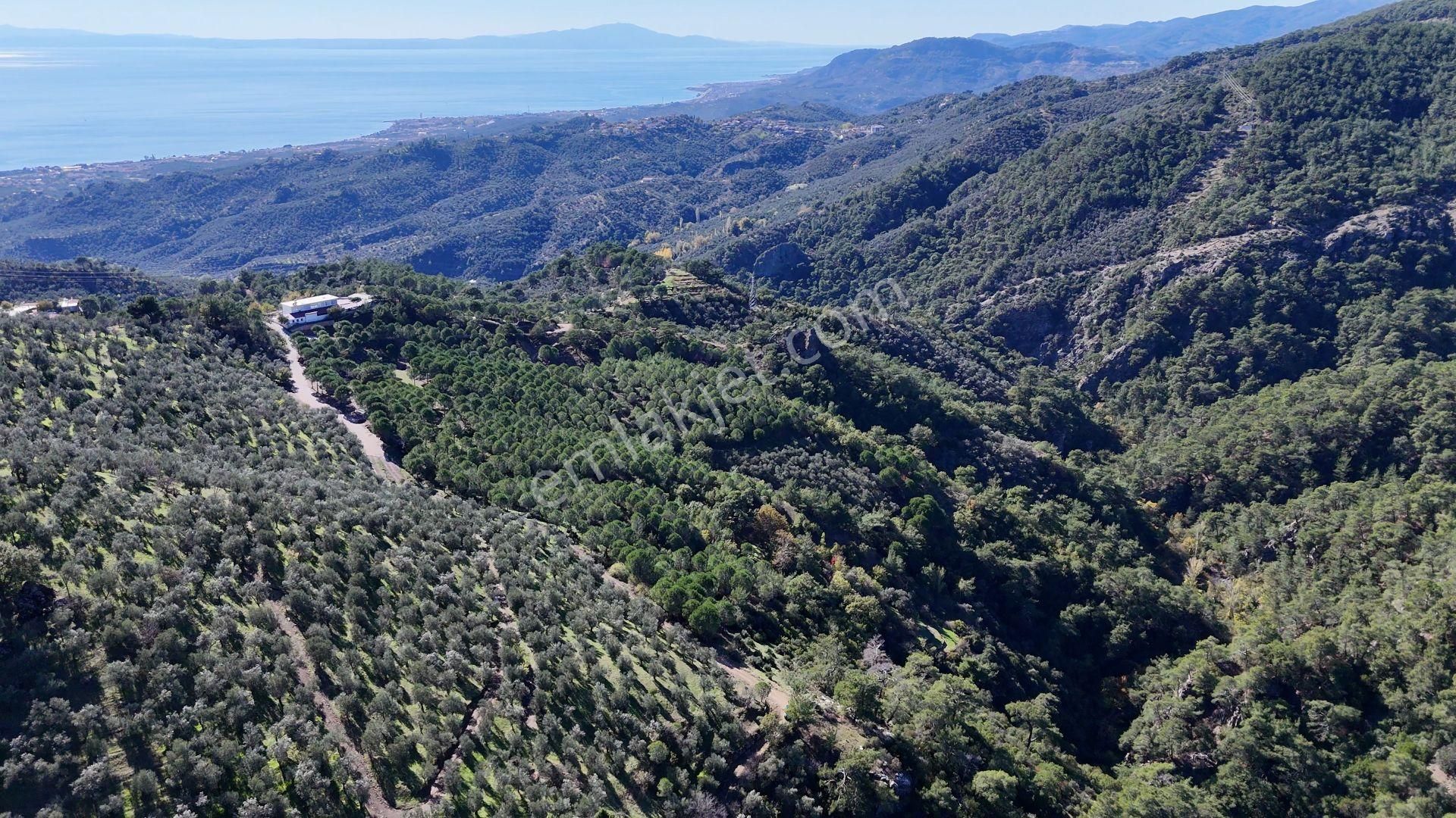 Altınoluk Doyran Köyü’nde 4.463 M² Satılık Zeytinlik - Görsel 8